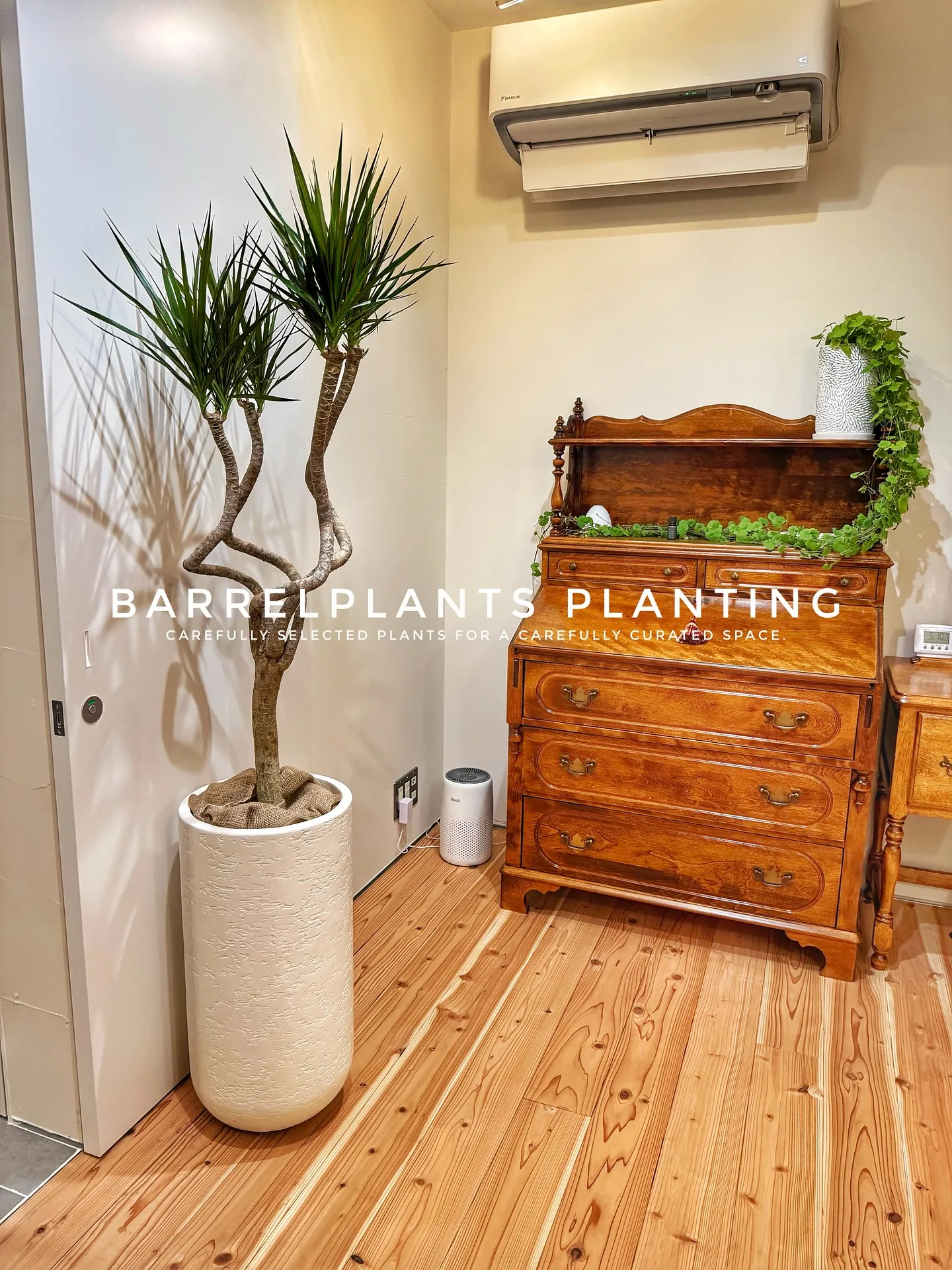 【こだわりの空間にこだわりの植物を置きませんか？？barre...