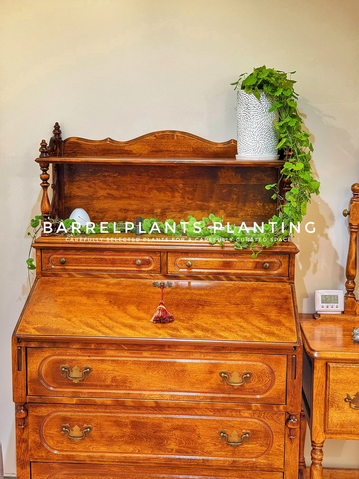 【こだわりの空間にこだわりの植物を置きませんか？？barre...