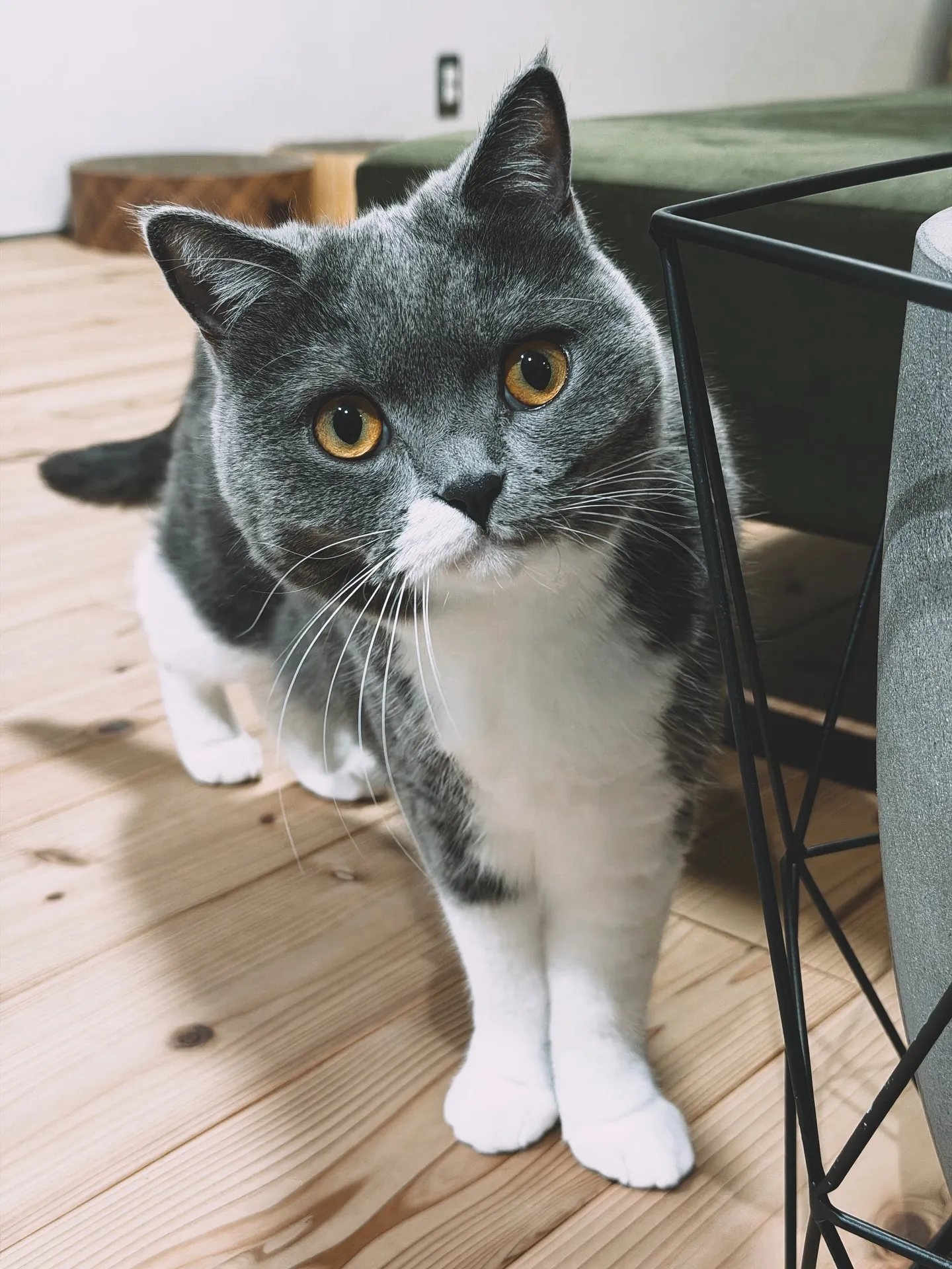 【こだわりの空間にこだわりの植物を置きませんか？？barre...