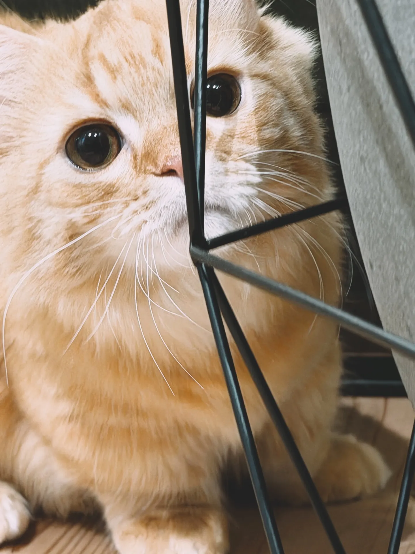 【こだわりの空間にこだわりの植物を置きませんか？？barre...