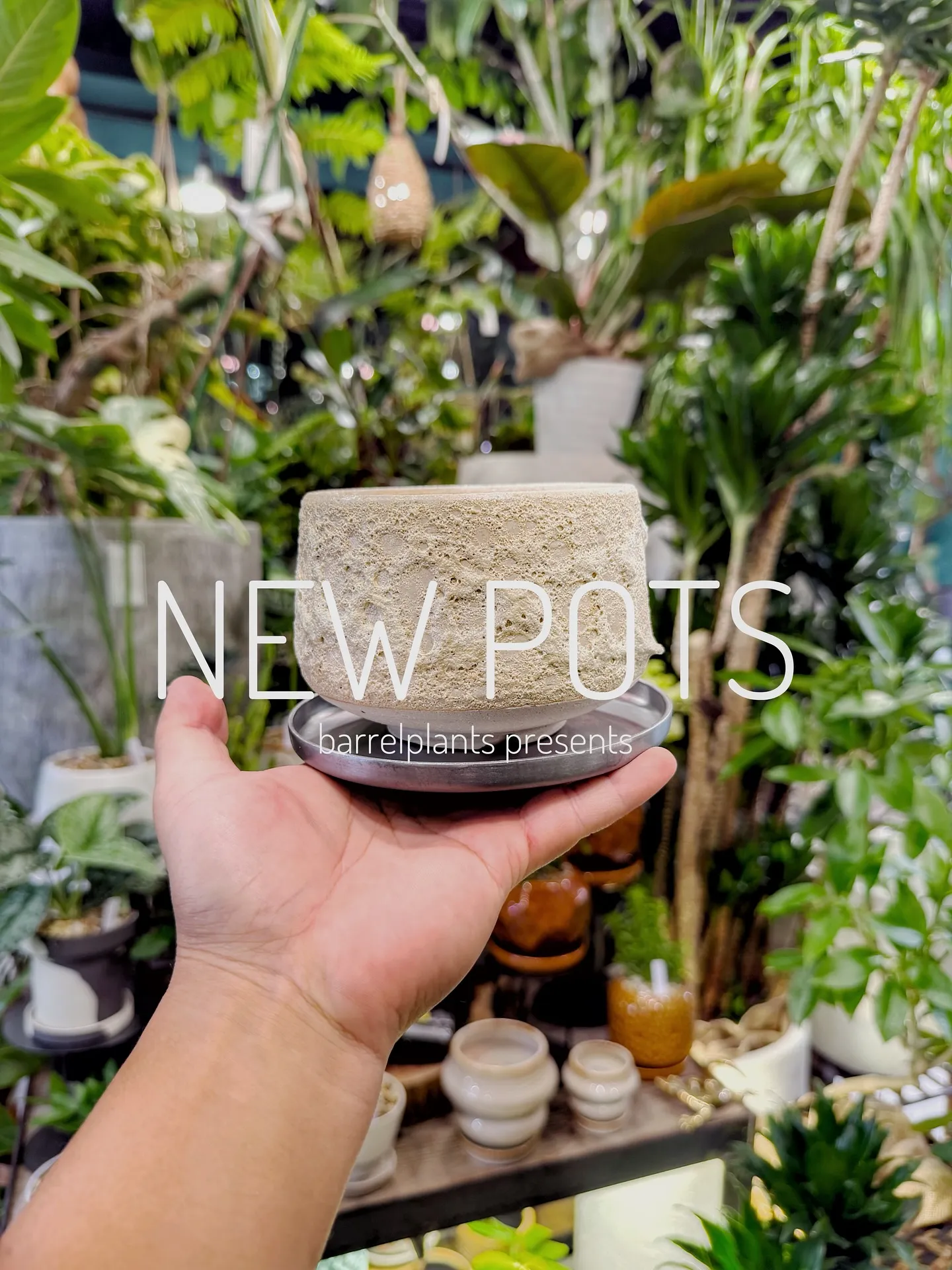 【植物専門店barrelplantsのオススメする鉢達入荷‼...