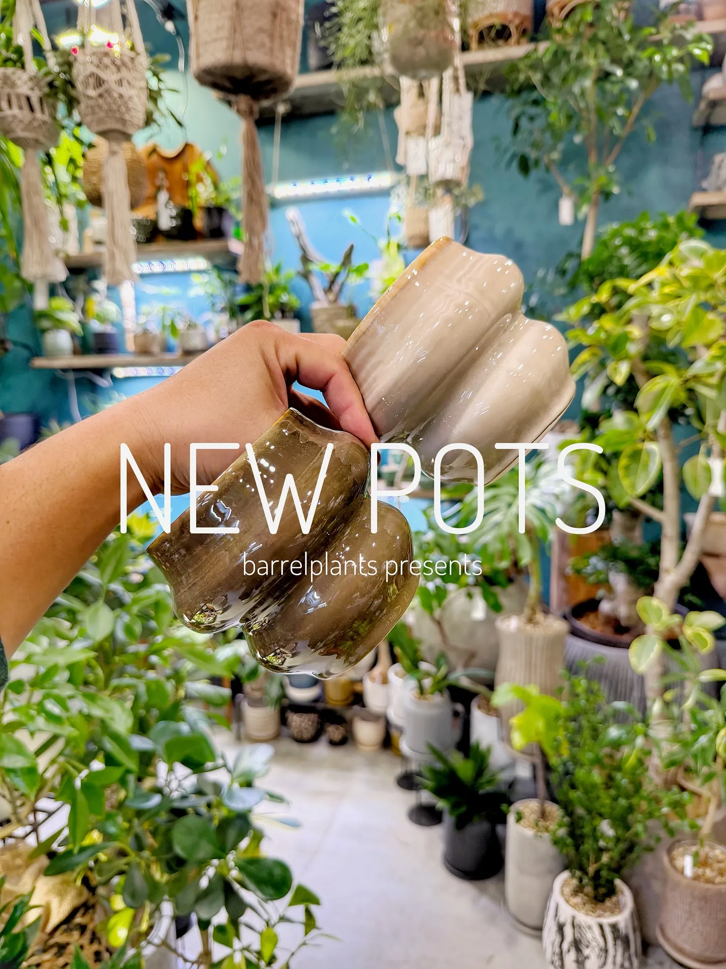 【植物専門店barrelplantsのオススメする鉢達入荷‼...