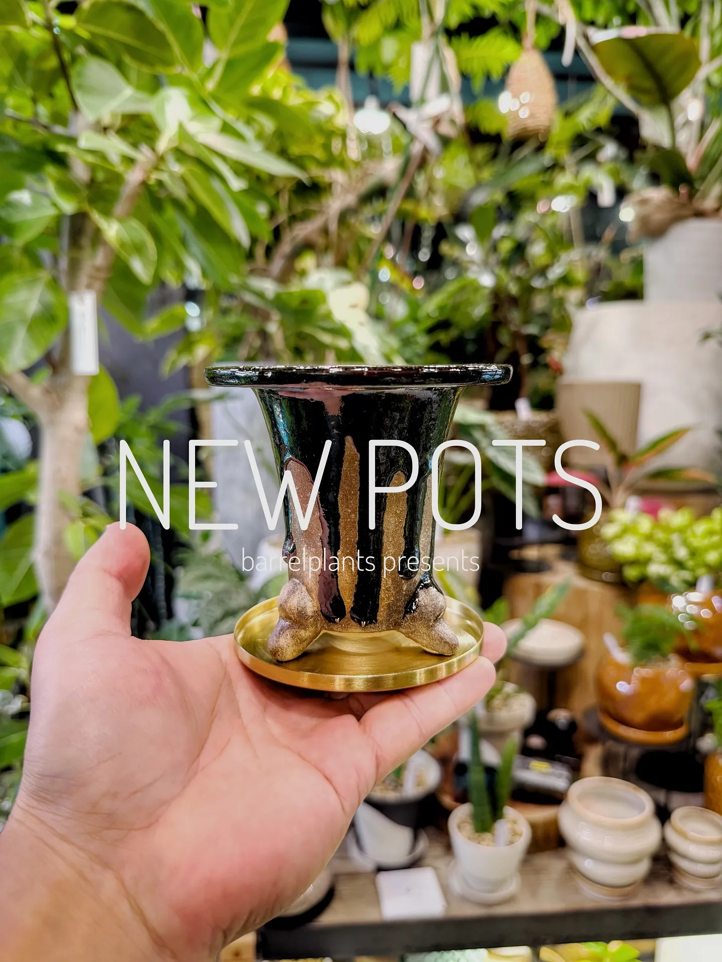 【植物専門店barrelplantsのオススメする鉢達入荷‼...