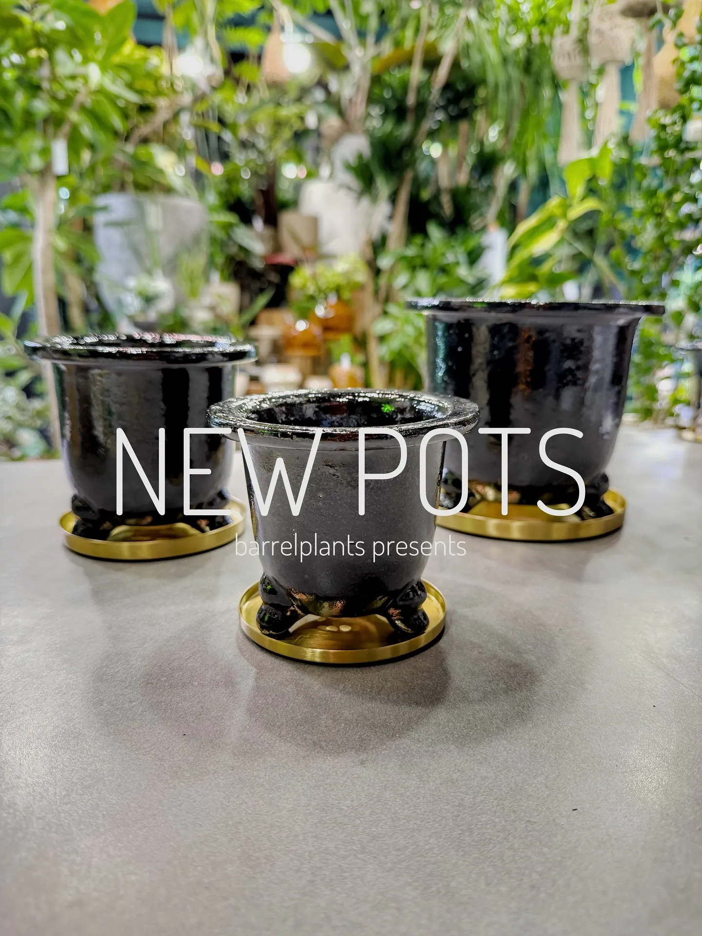 【植物専門店barrelplantsのオススメする鉢達入荷‼...