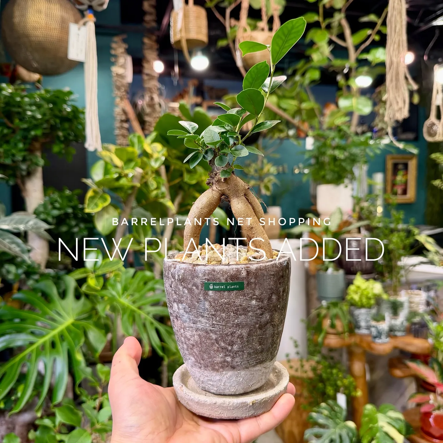 【barrelplantsのネットショップ！大量20鉢追加し...