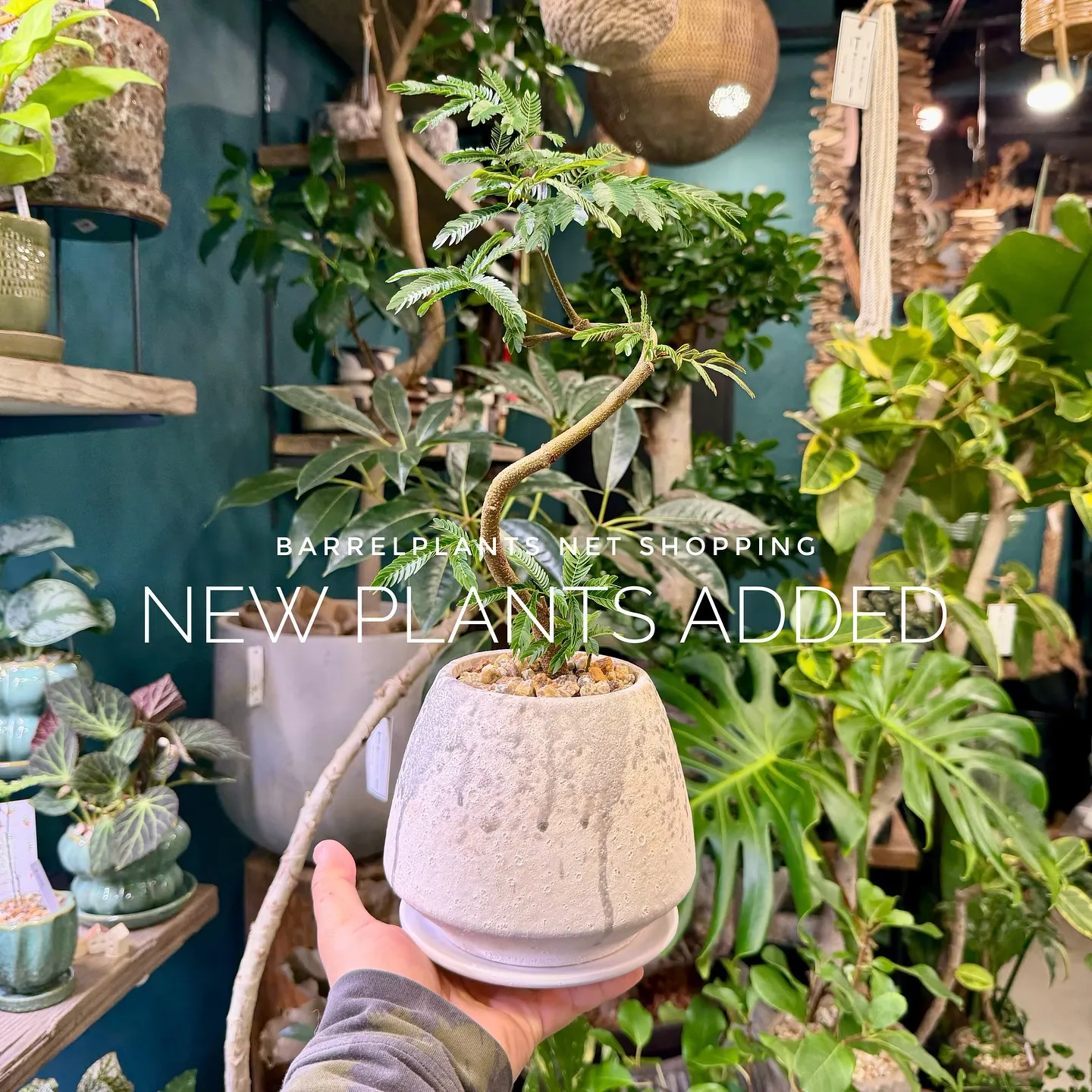 【barrelplantsのネットショップ！大量20鉢追加し...