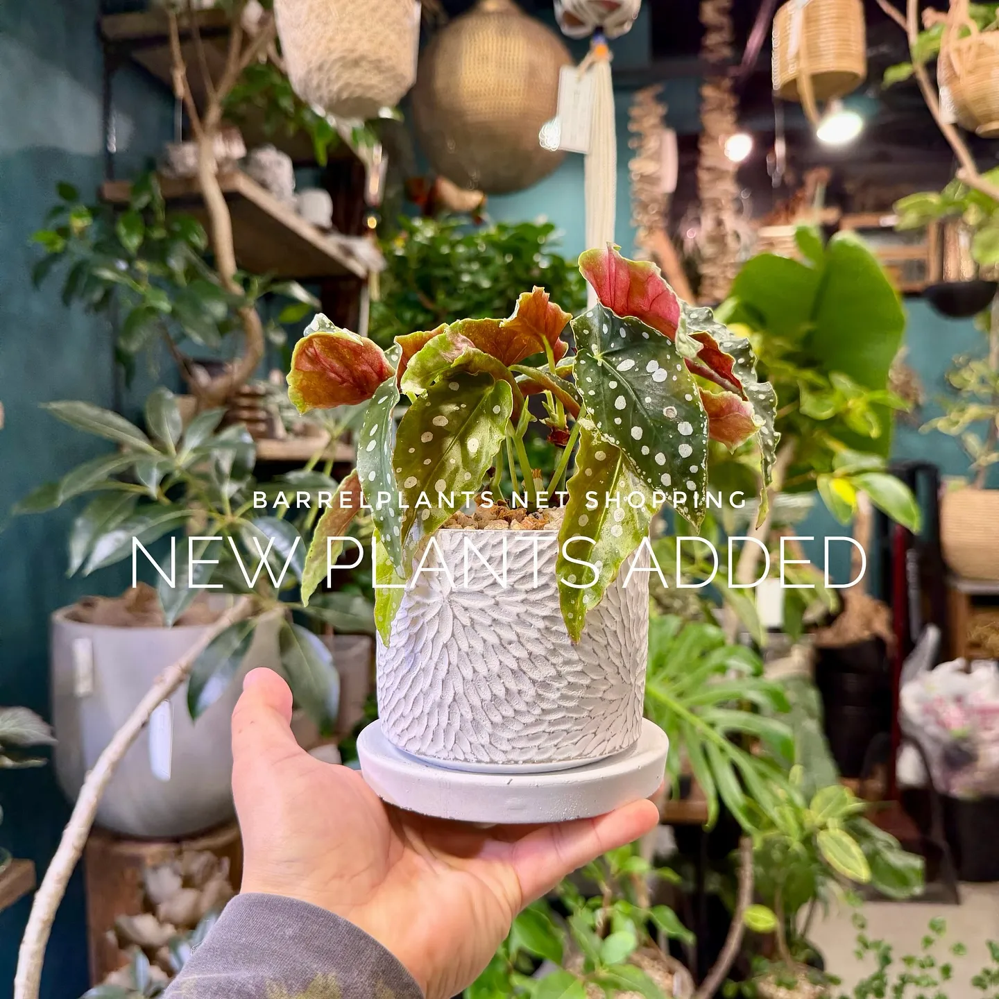【barrelplantsのネットショップ！大量20鉢追加し...