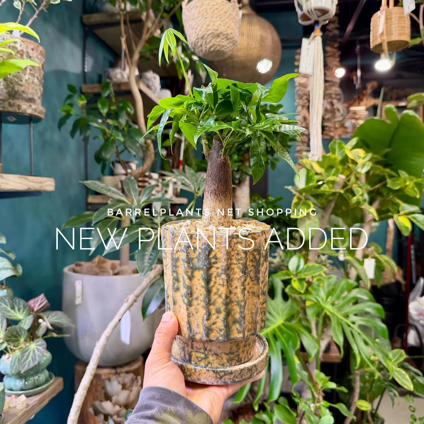 【barrelplantsのネットショップ！大量20鉢追加し...