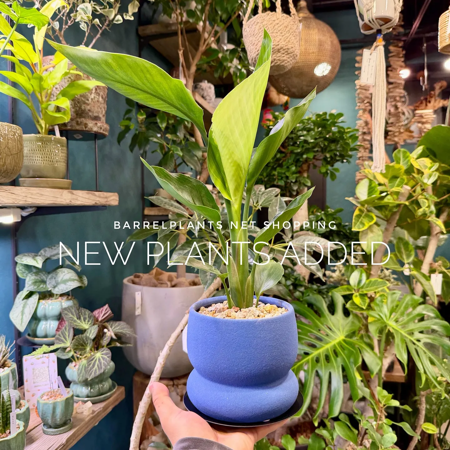 【barrelplantsのネットショップ！大量20鉢追加し...