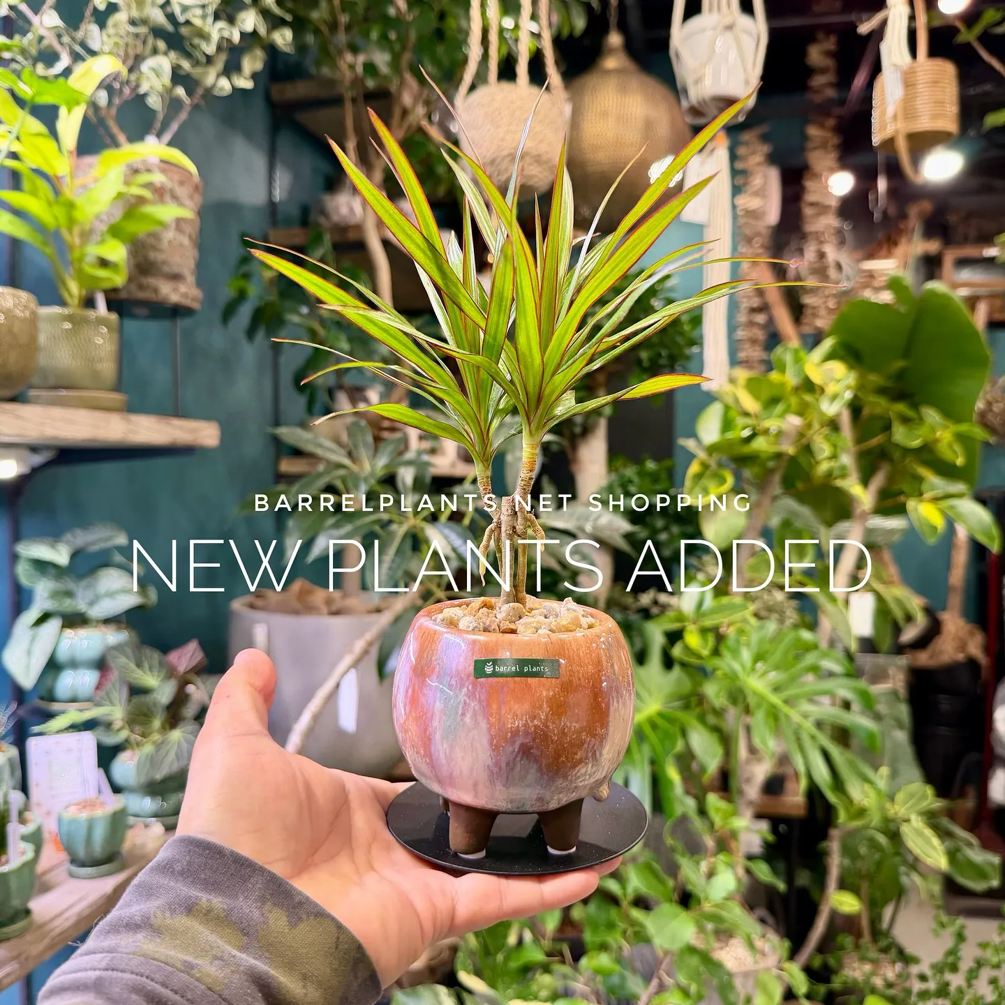 【barrelplantsのネットショップ！大量20鉢追加し...