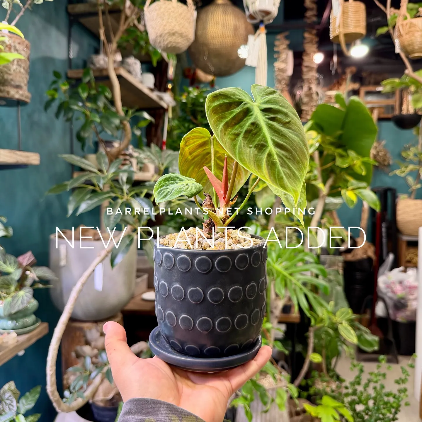 【barrelplantsのネットショップ！大量20鉢追加し...