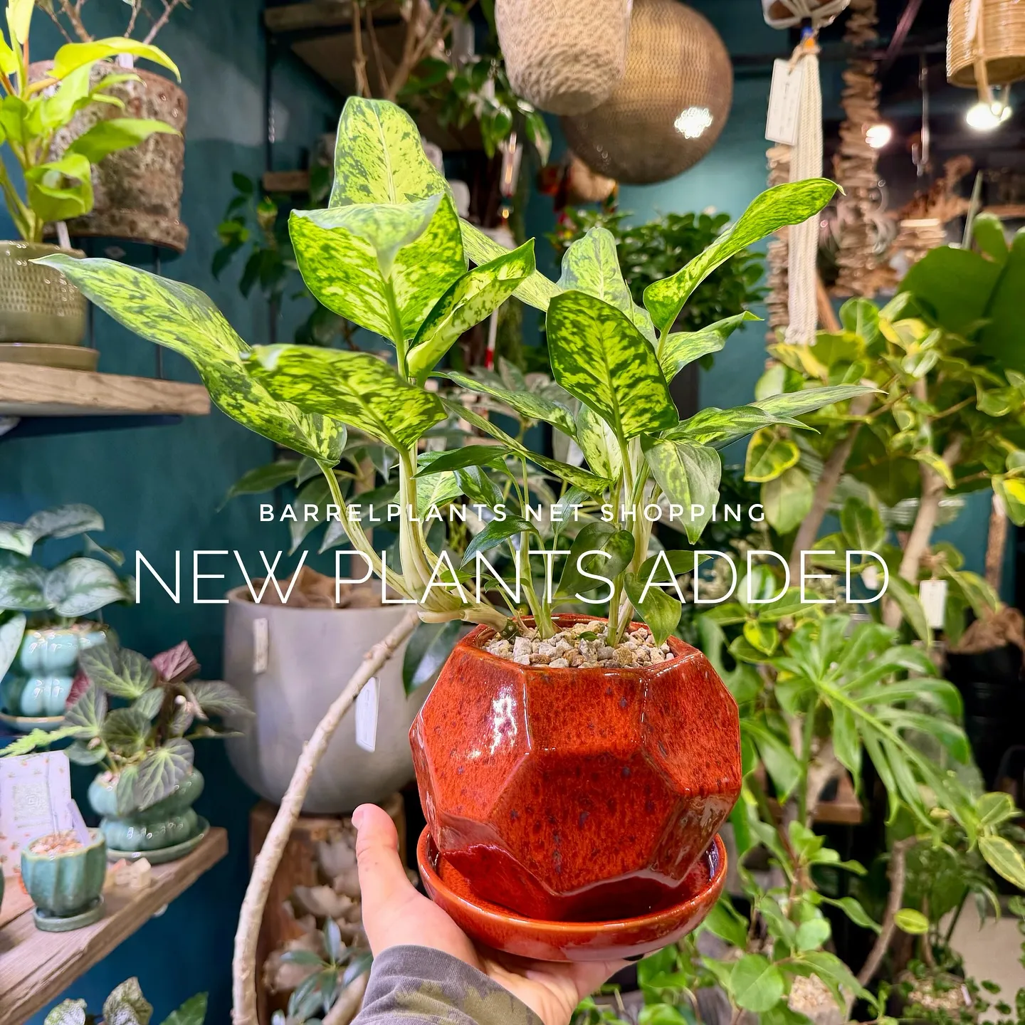 【barrelplantsのネットショップ！大量20鉢追加し...