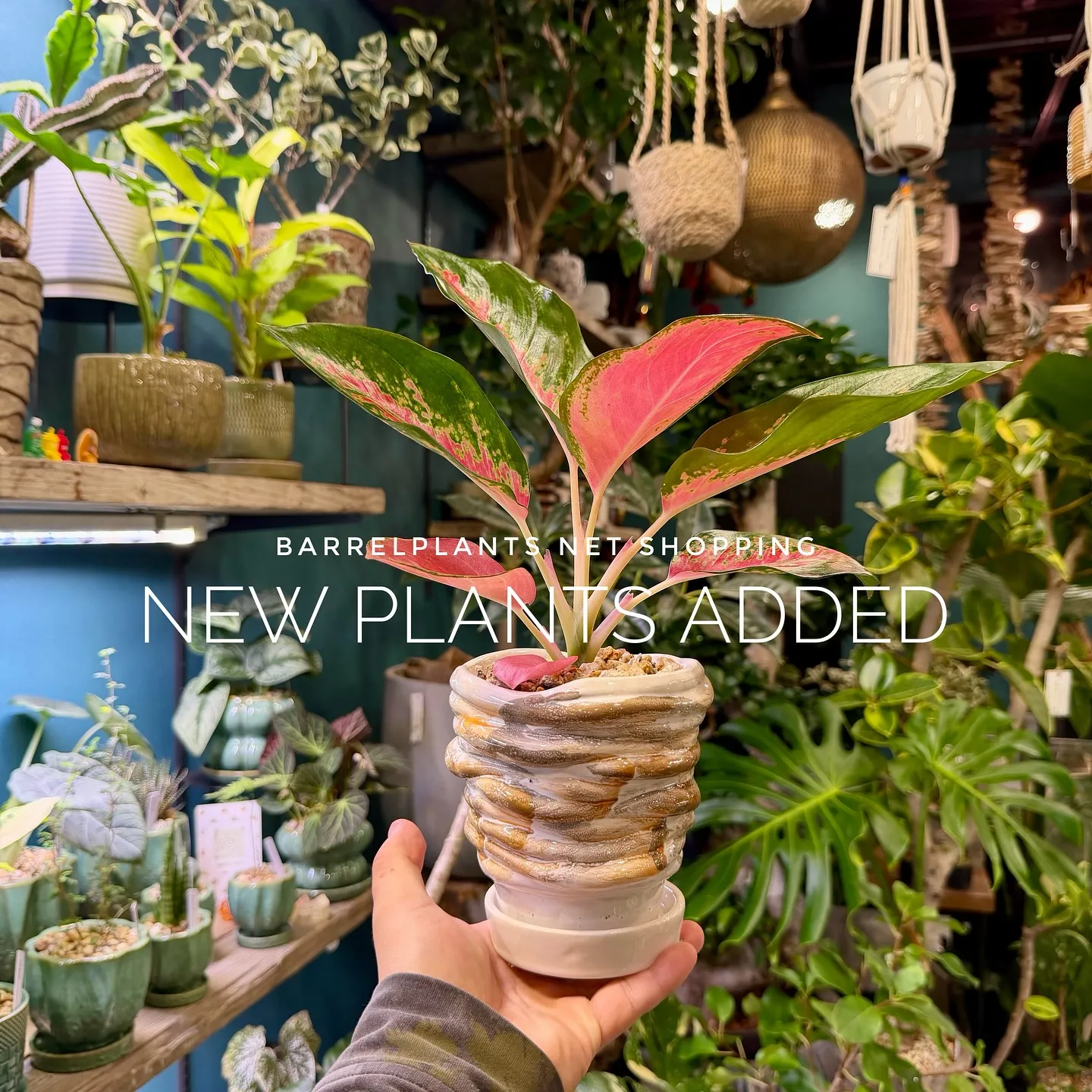 【barrelplantsのネットショップ！大量20鉢追加し...