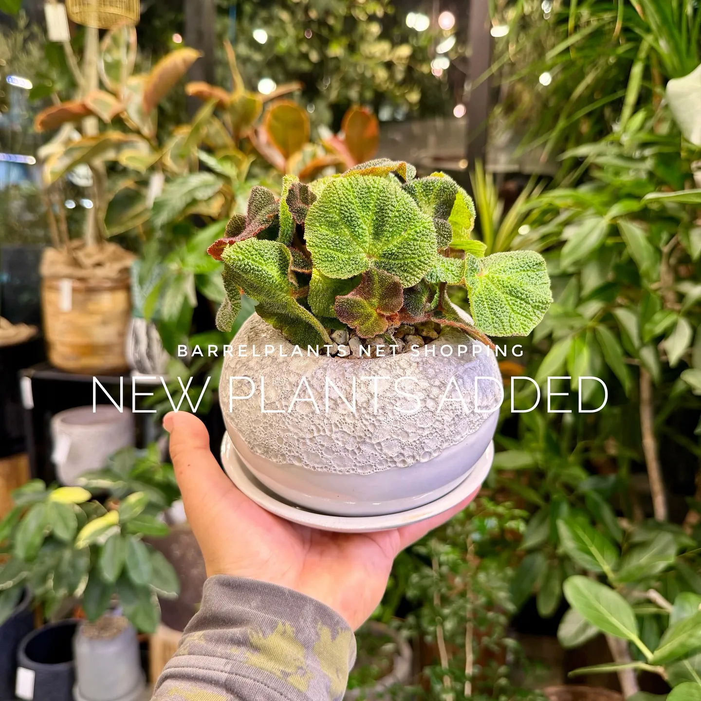 【barrelplantsのネットショップ！大量20鉢追加し...