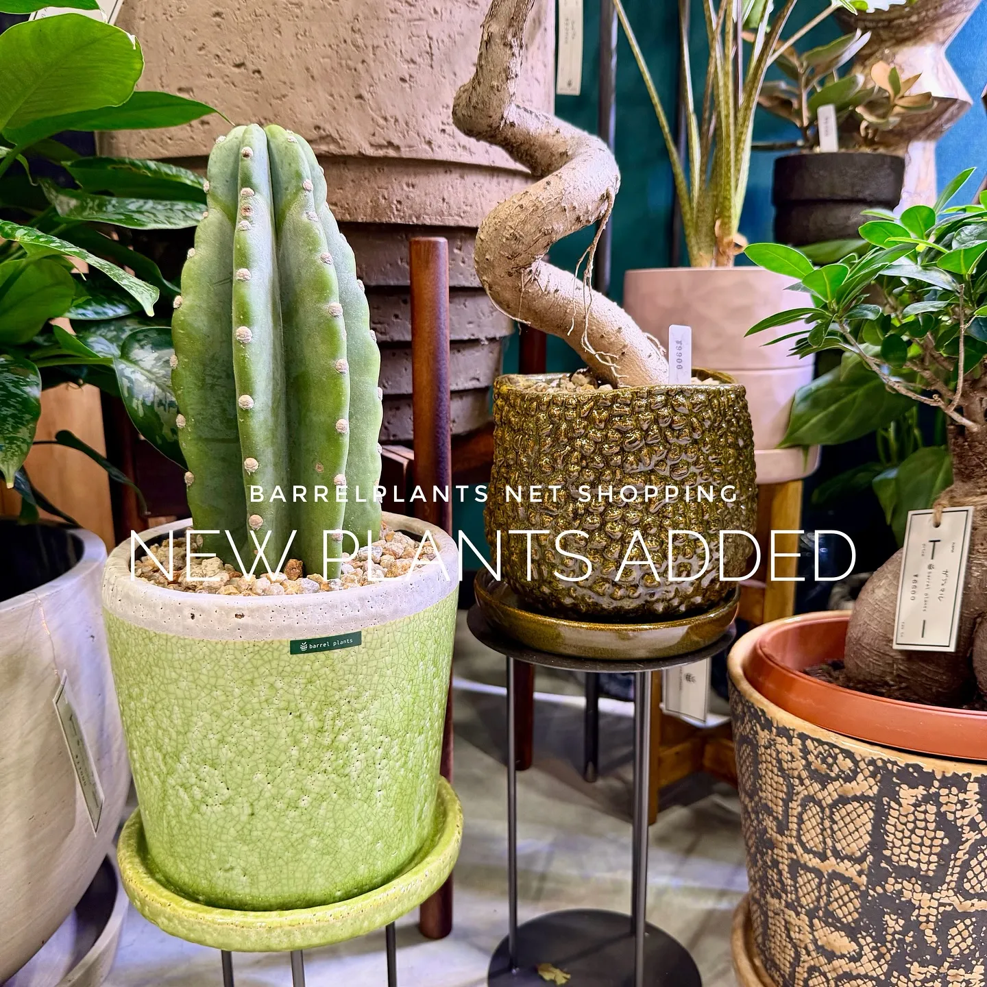 【barrelplantsのネットショップ！大量20鉢追加し...