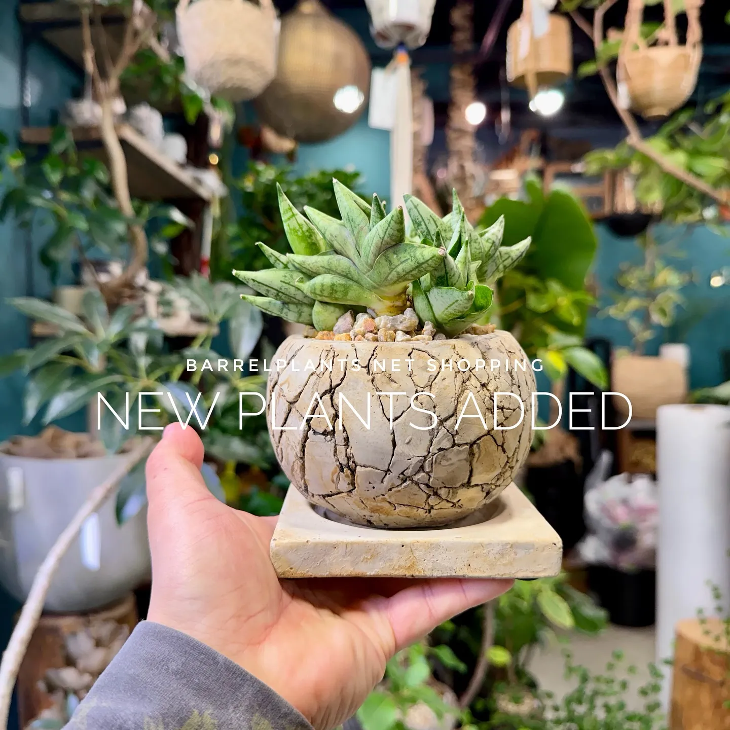 【barrelplantsのネットショップ！大量20鉢追加し...
