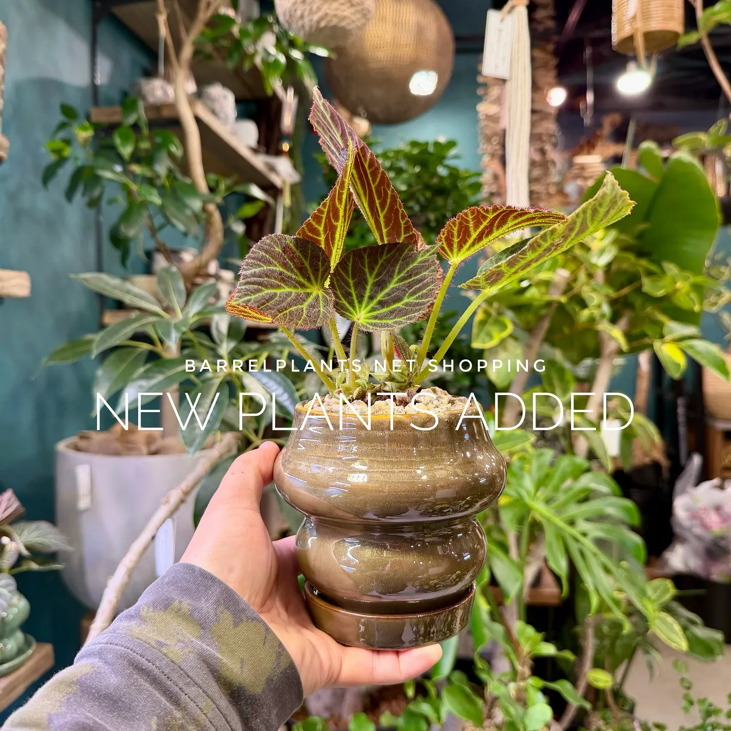 【barrelplantsのネットショップ！大量20鉢追加し...