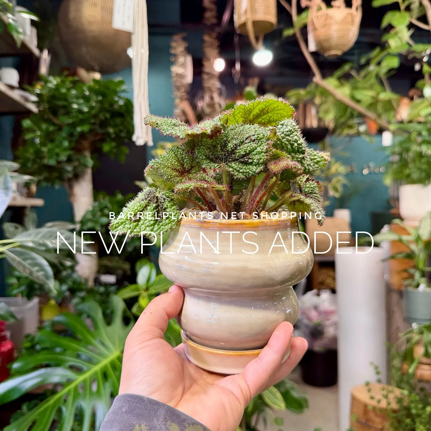 【barrelplantsのネットショップ！大量20鉢追加し...