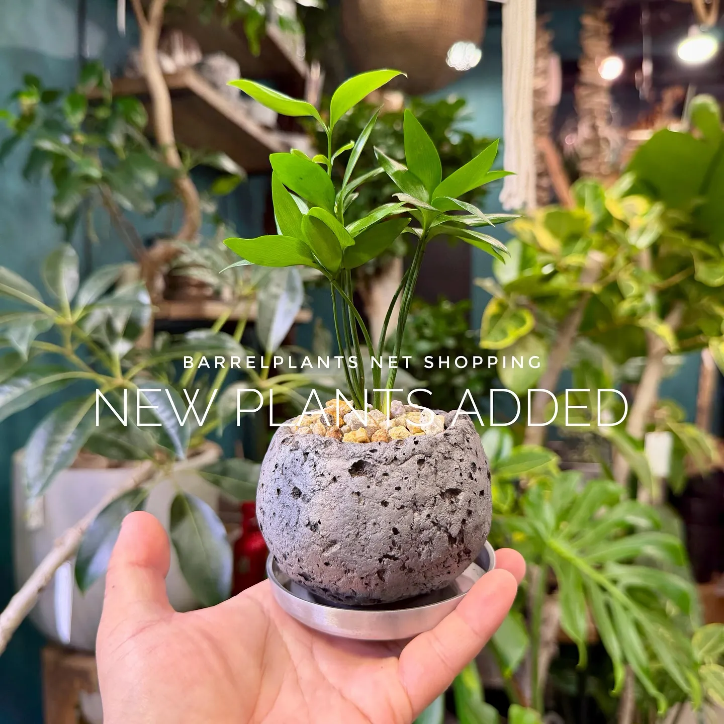 【barrelplantsのネットショップ！大量20鉢追加し...