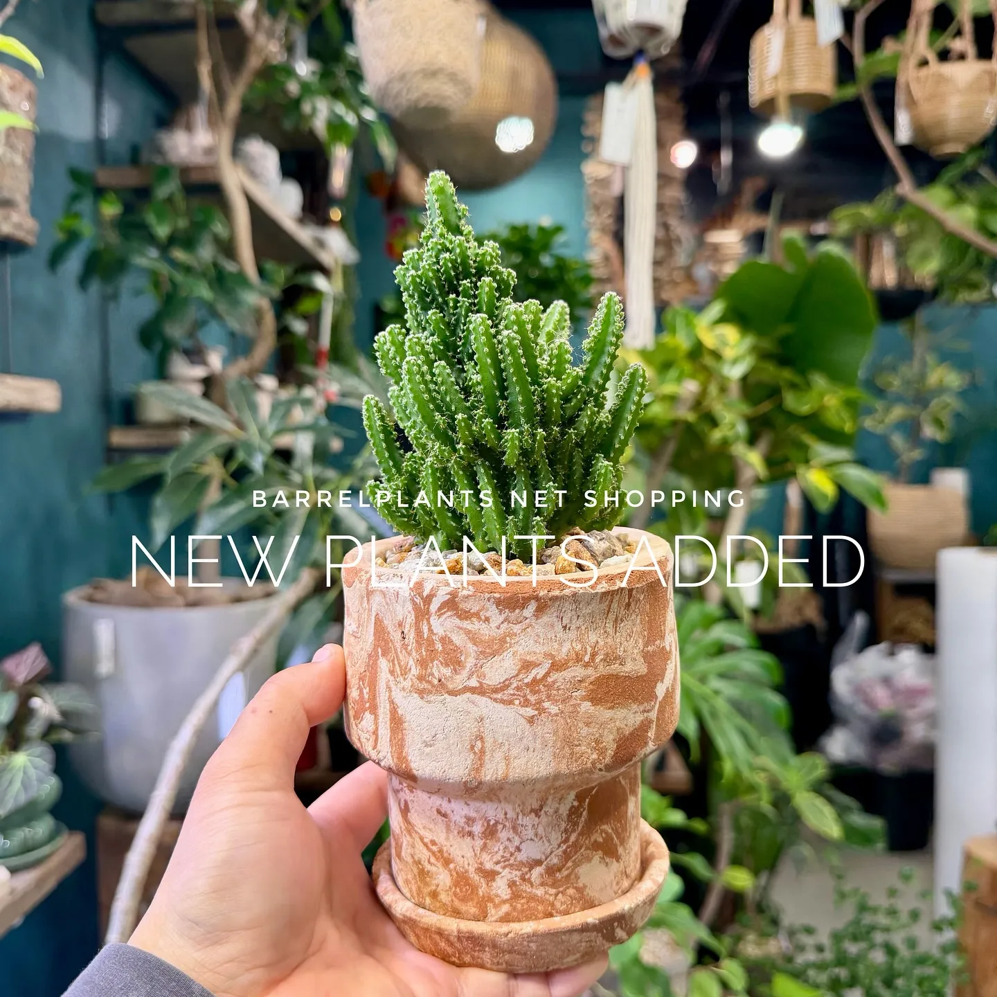 【barrelplantsのネットショップ！大量20鉢追加し...