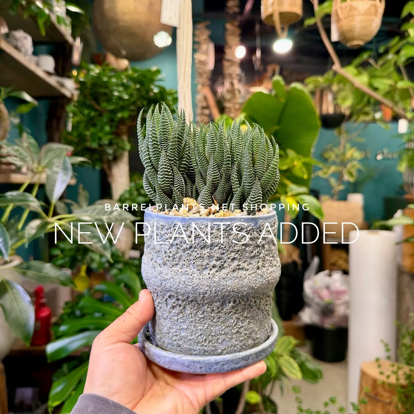 【barrelplantsのネットショップ！大量20鉢追加し...