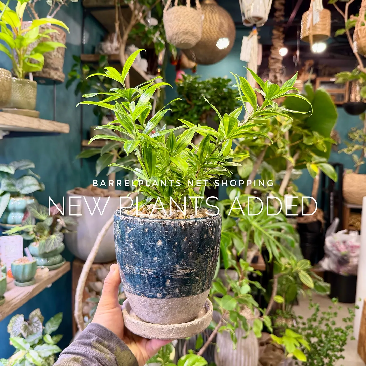 【barrelplantsのネットショップ！大量20鉢追加し...