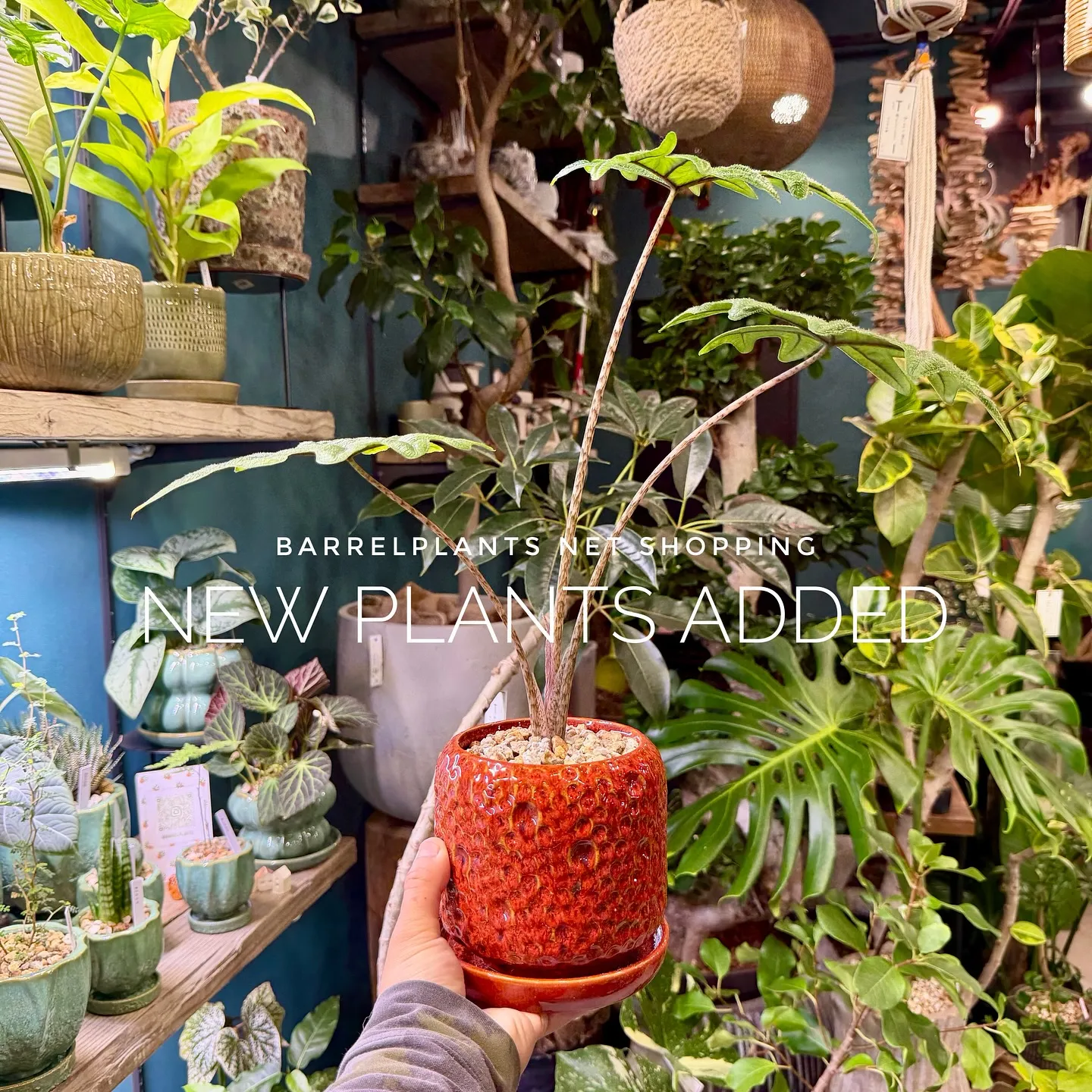 【barrelplantsのネットショップ！大量20鉢追加し...