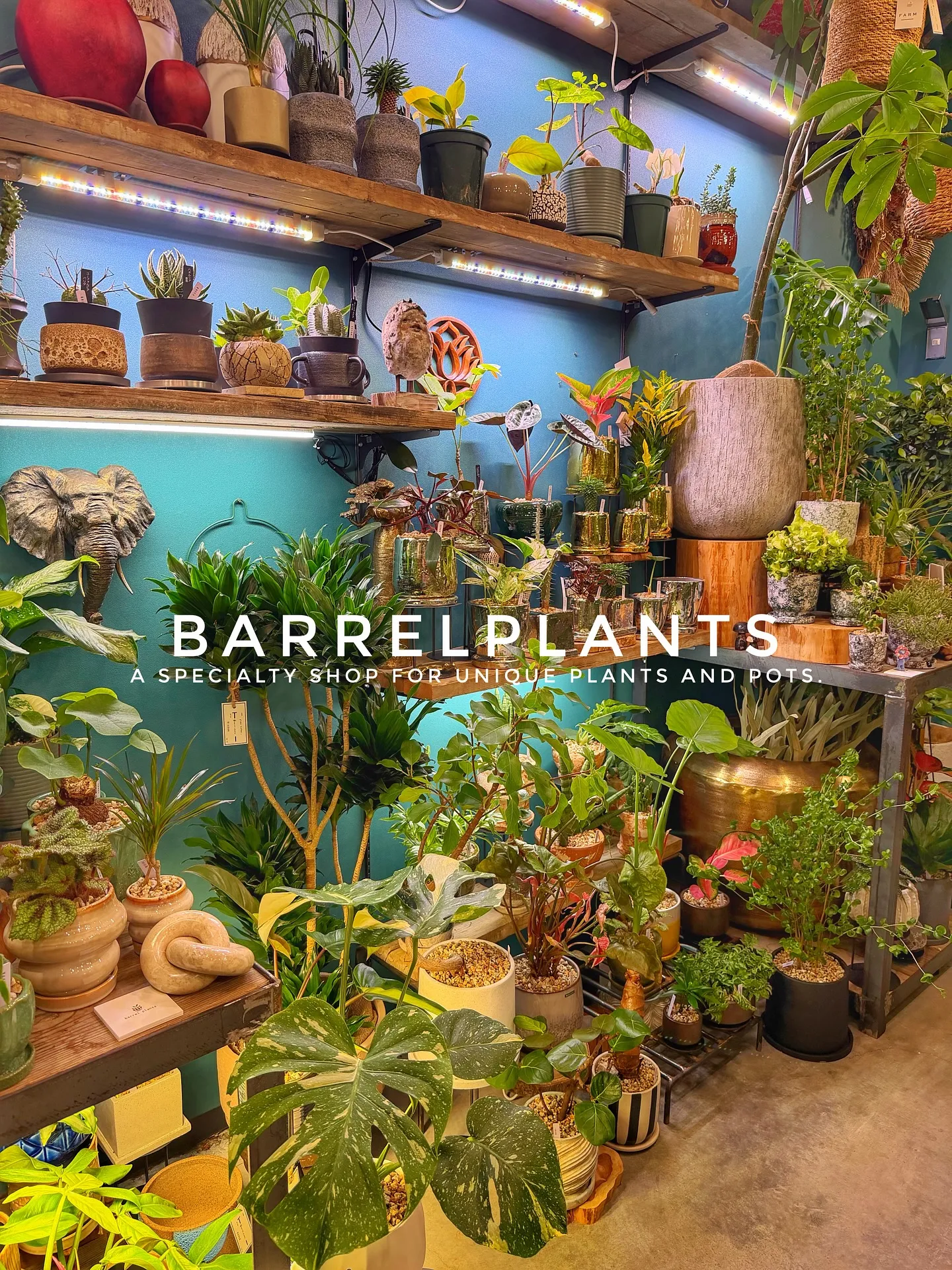 【売り場大移動!植物専門店でこだわりの植物と鉢が充実ラインナ...