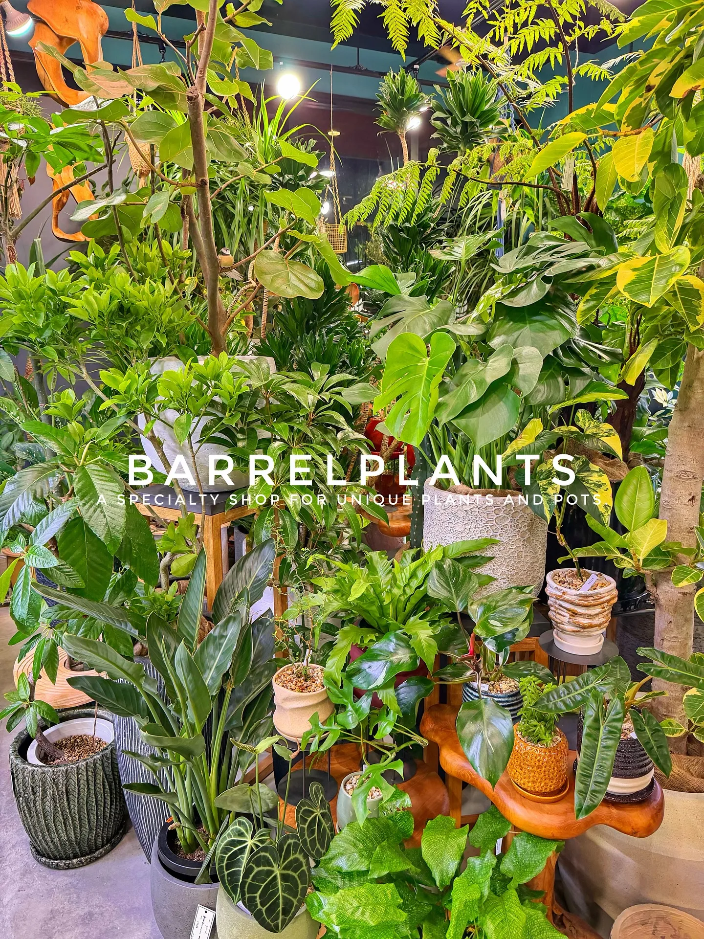 【売り場大移動!植物専門店でこだわりの植物と鉢が充実ラインナ...