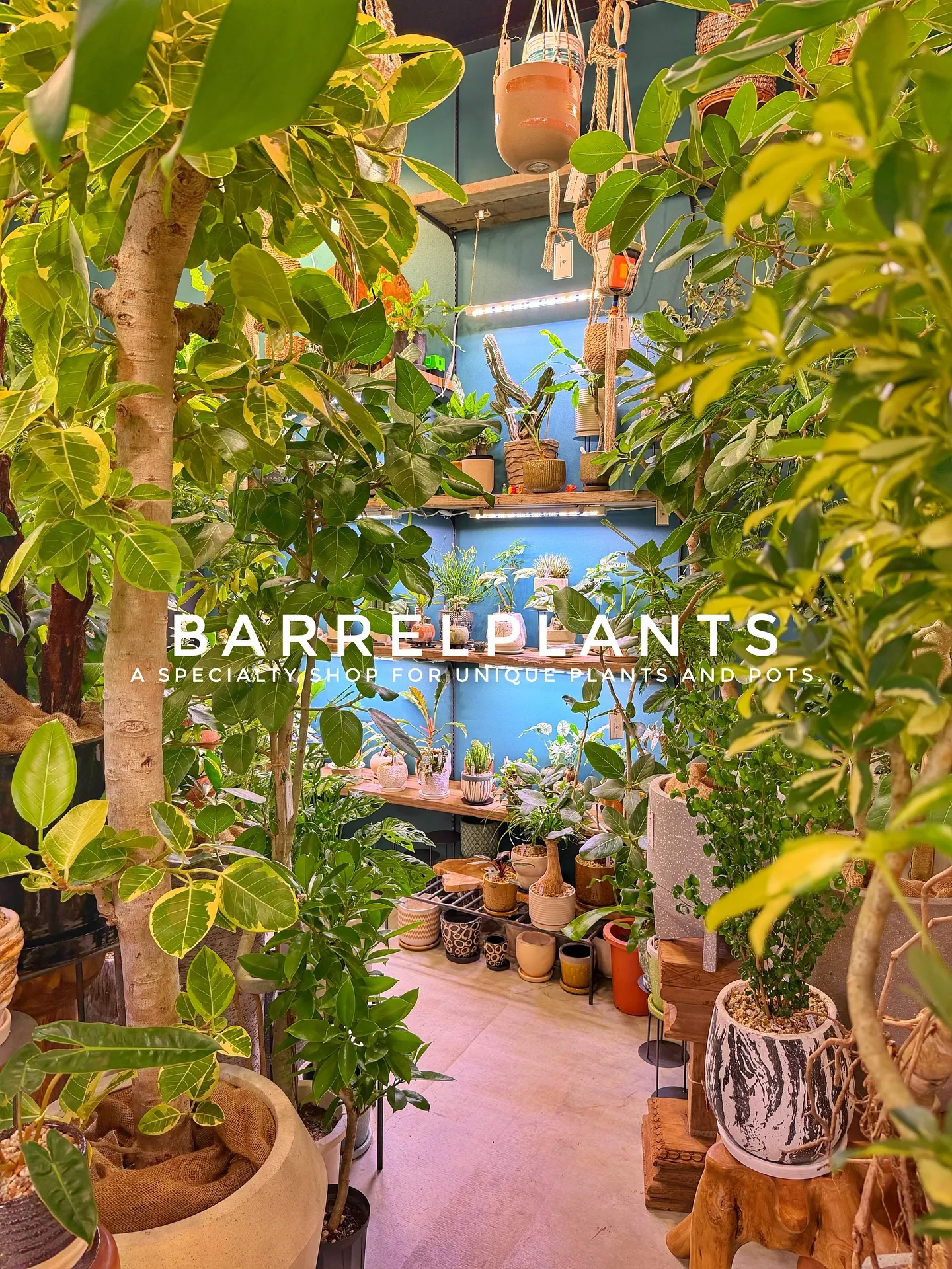 【売り場大移動!植物専門店でこだわりの植物と鉢が充実ラインナ...