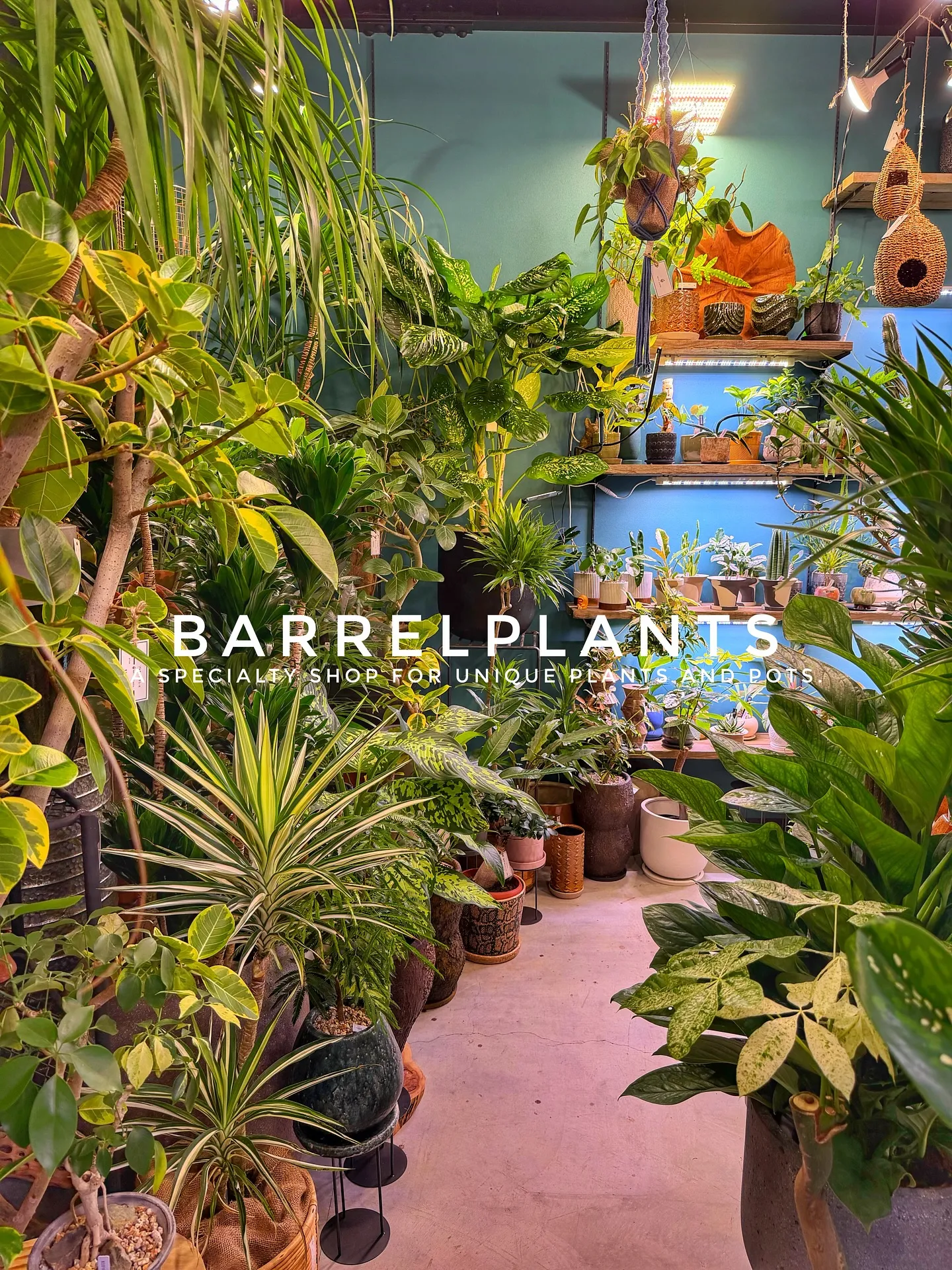 【売り場大移動!植物専門店でこだわりの植物と鉢が充実ラインナ...