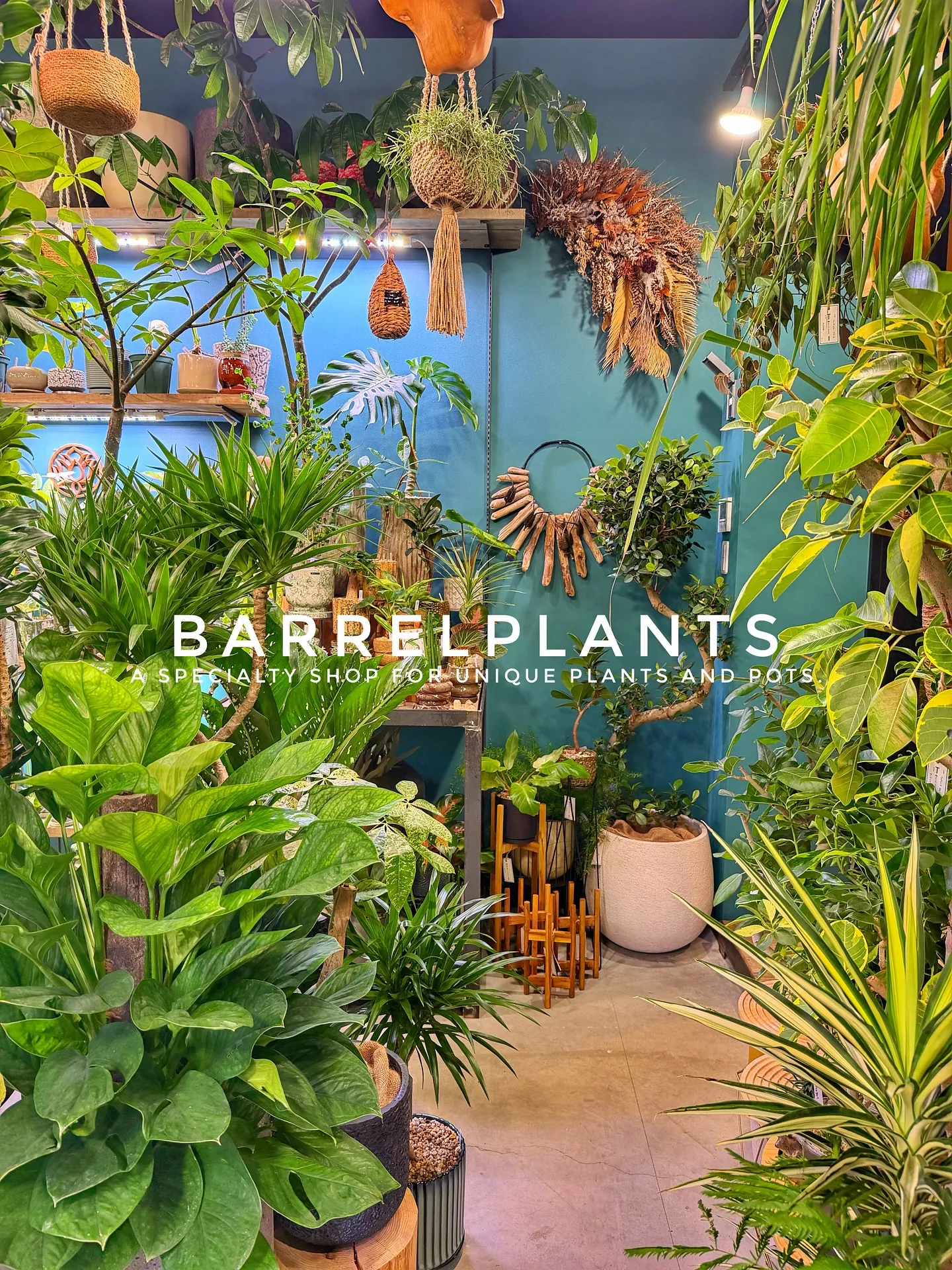 【売り場大移動!植物専門店でこだわりの植物と鉢が充実ラインナ...