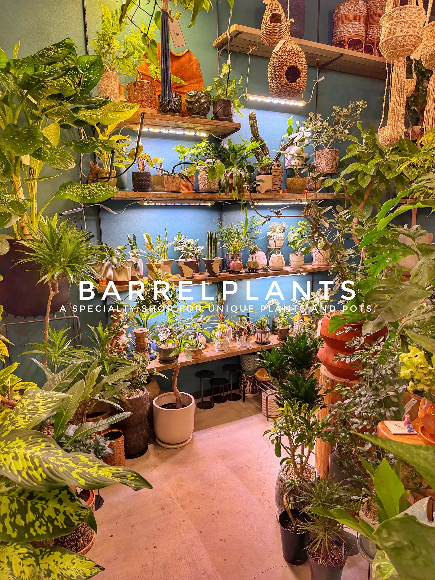 【売り場大移動!植物専門店でこだわりの植物と鉢が充実ラインナ...