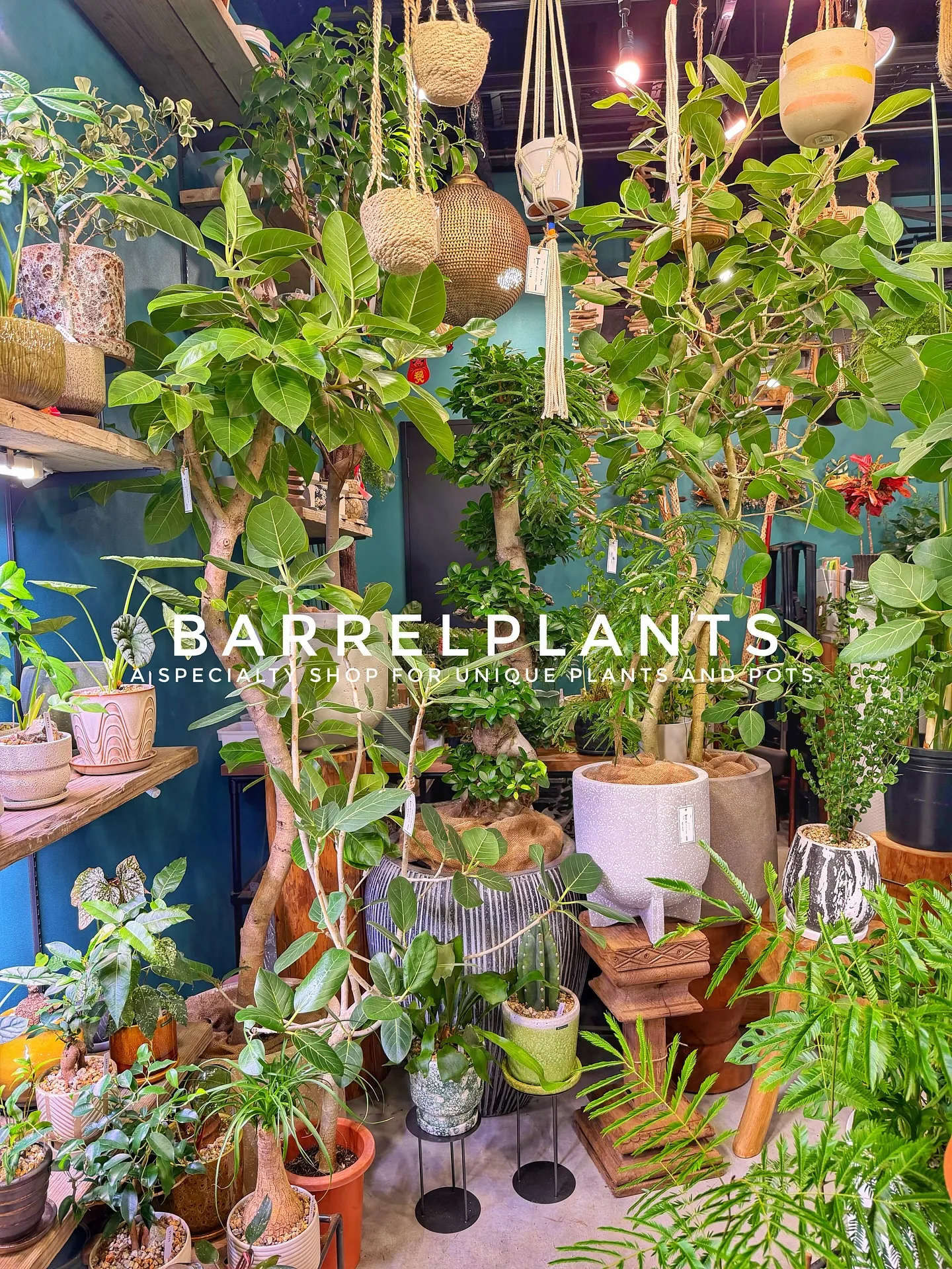 【売り場大移動!植物専門店でこだわりの植物と鉢が充実ラインナ...