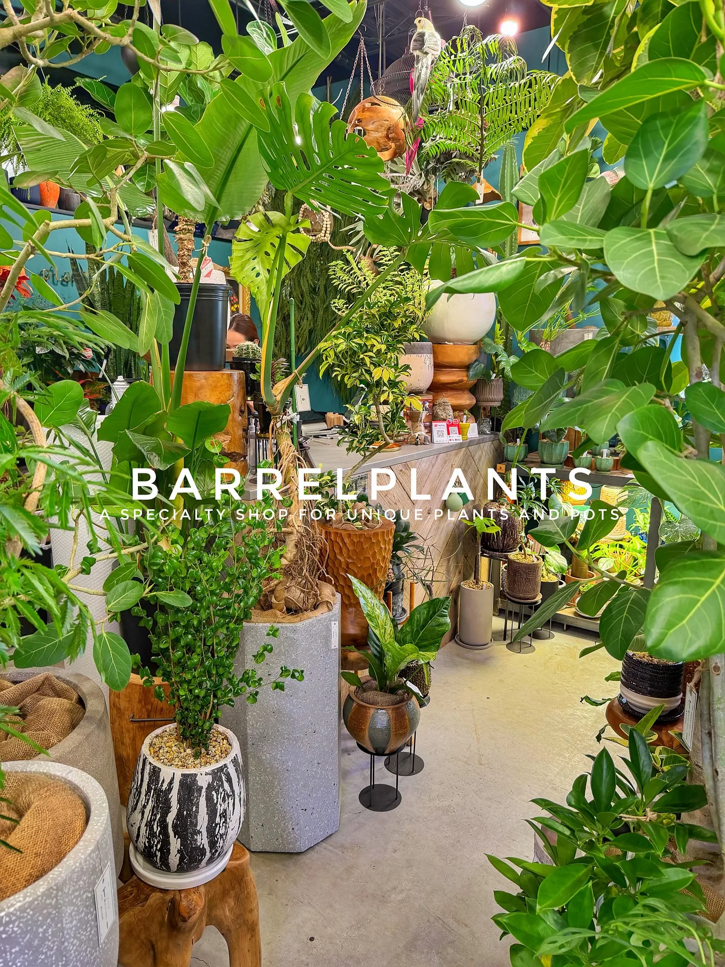 【売り場大移動!植物専門店でこだわりの植物と鉢が充実ラインナ...