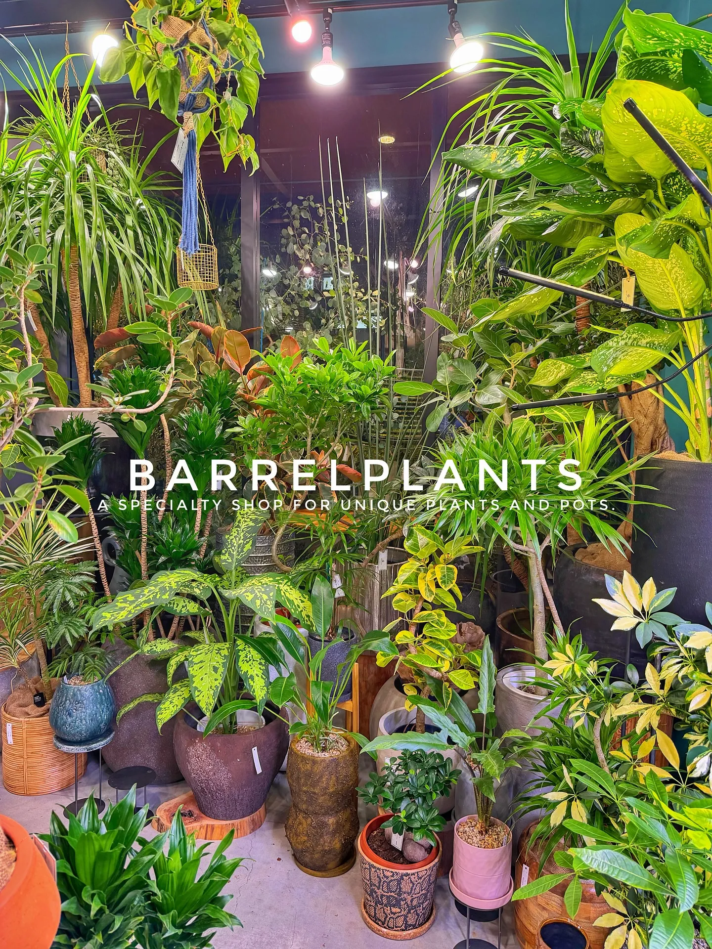 【売り場大移動!植物専門店でこだわりの植物と鉢が充実ラインナ...