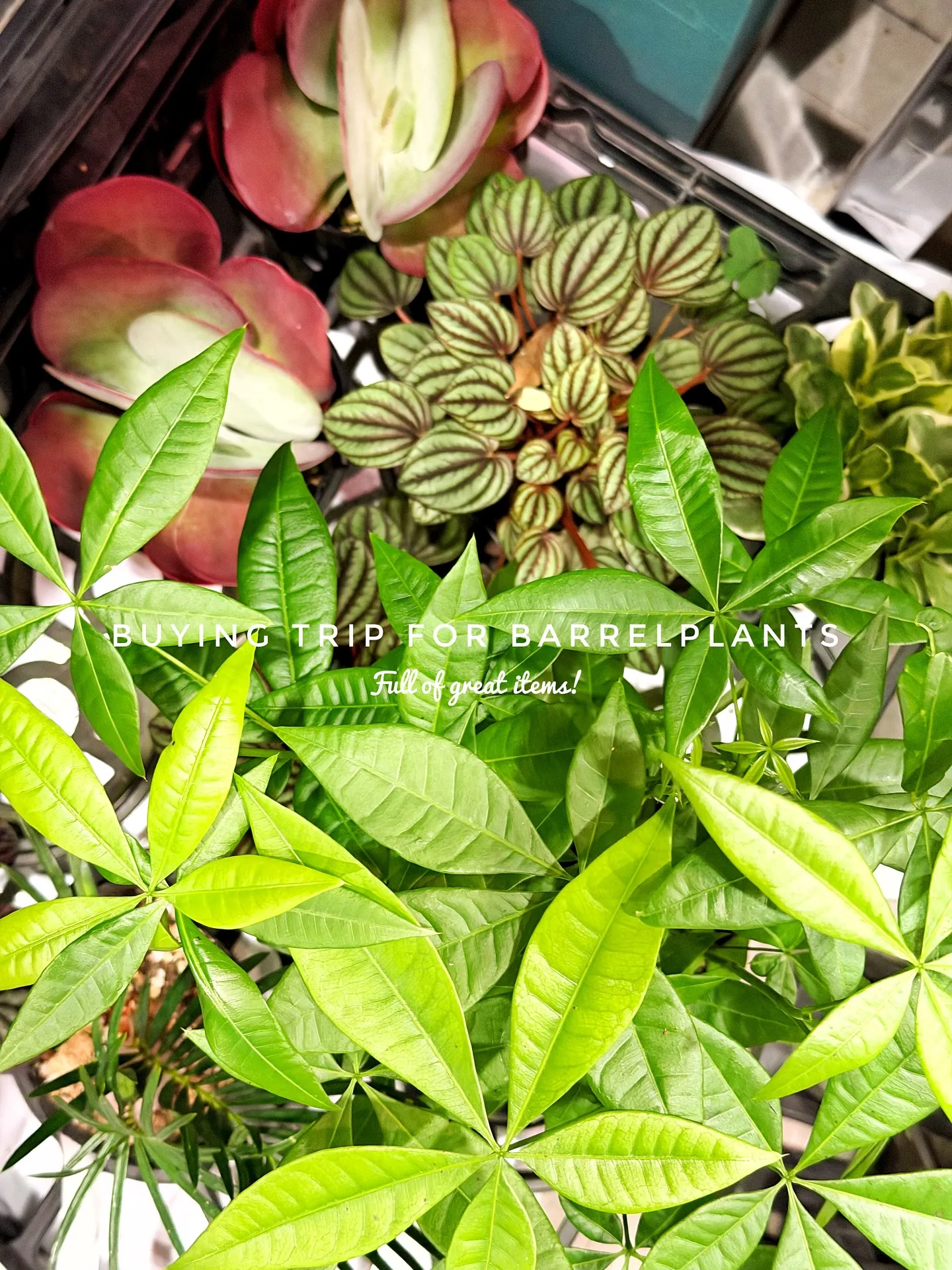 【仕入れた植物たちをすこーしご紹介♪植物専門店barrelp...