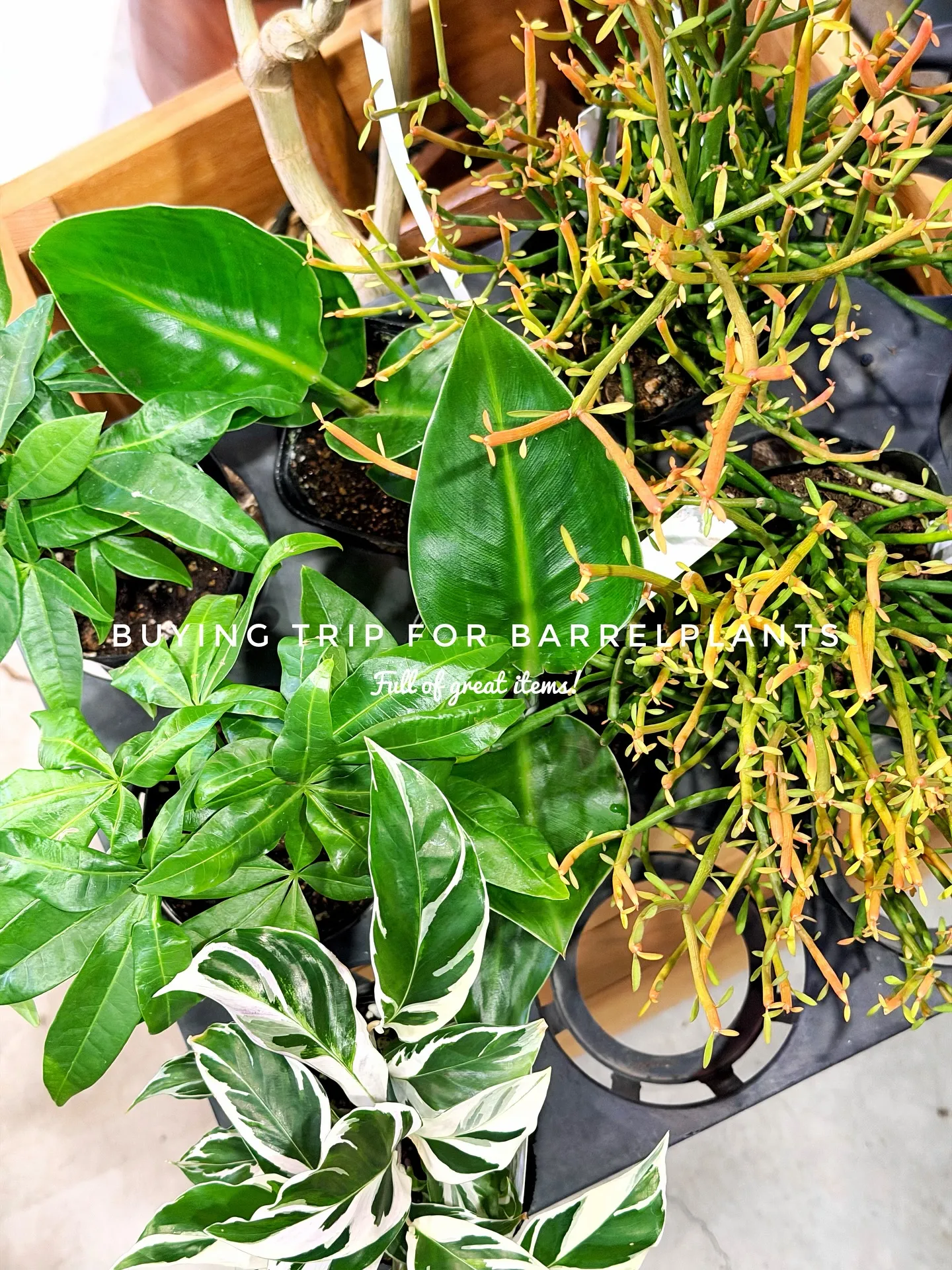 【仕入れた植物たちをすこーしご紹介♪植物専門店barrelp...