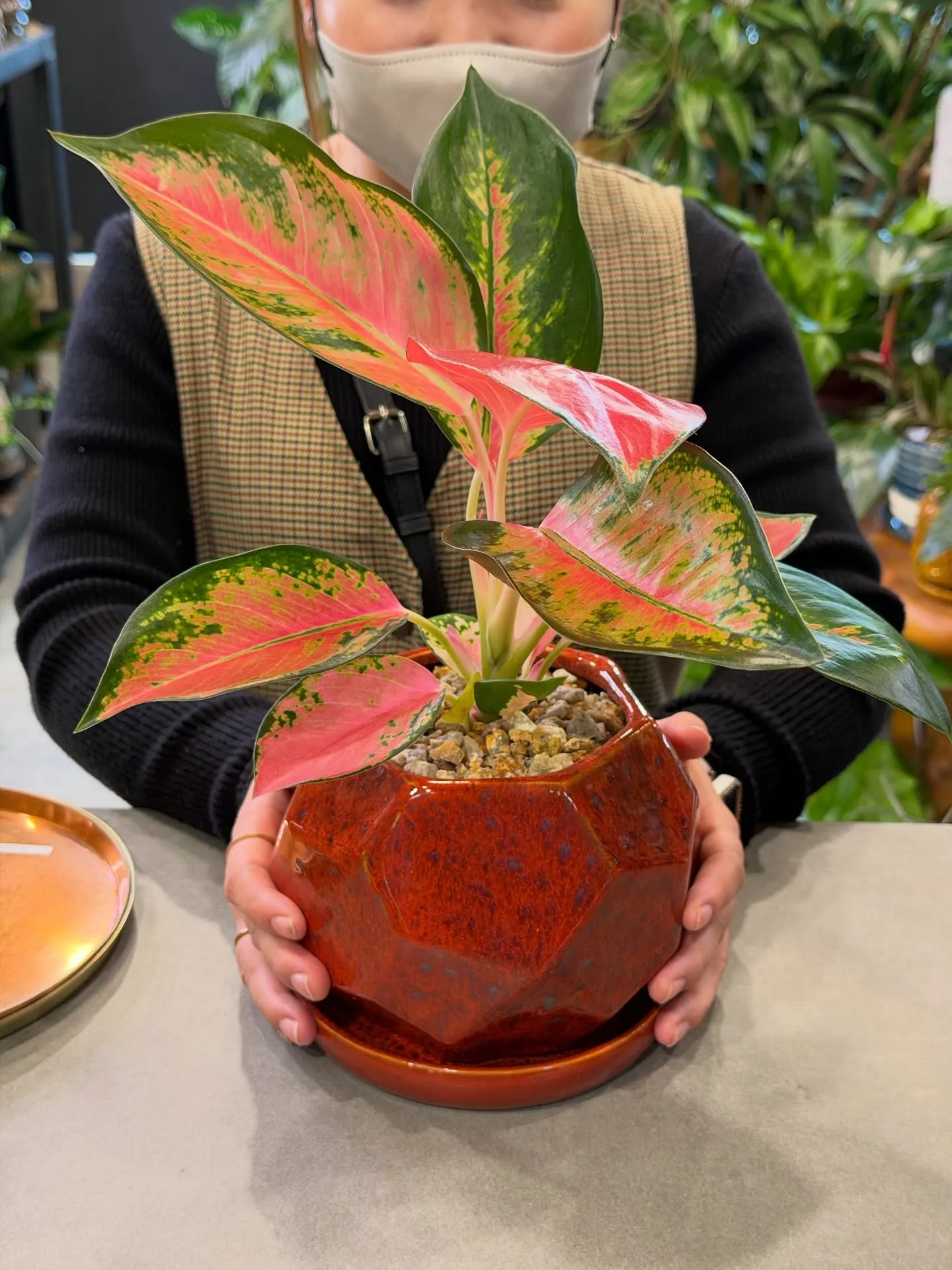 【仕入れた植物たちをすこーしご紹介♪植物専門店barrelp...