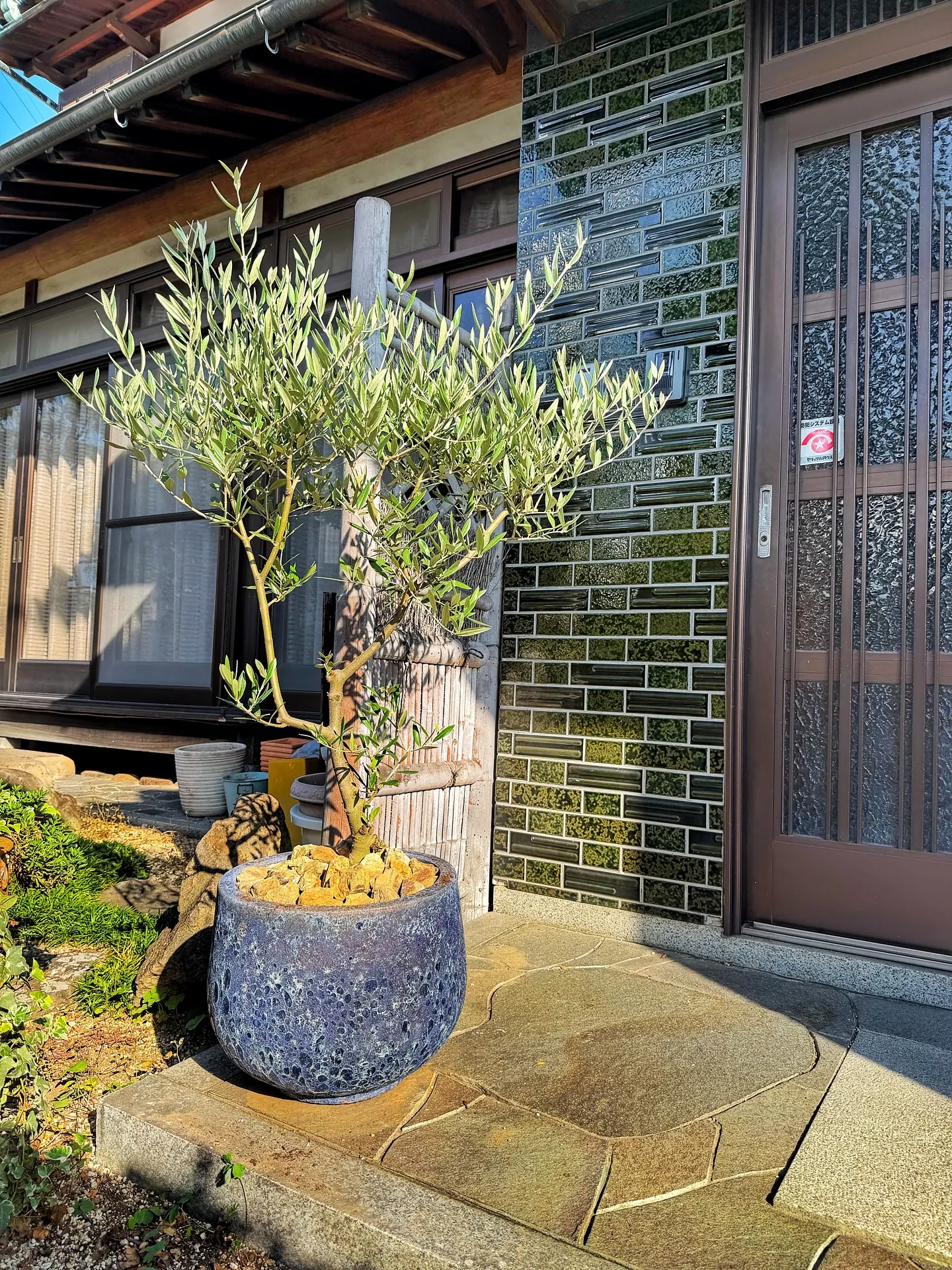 【仕入れた植物たちをすこーしご紹介♪植物専門店barrelp...