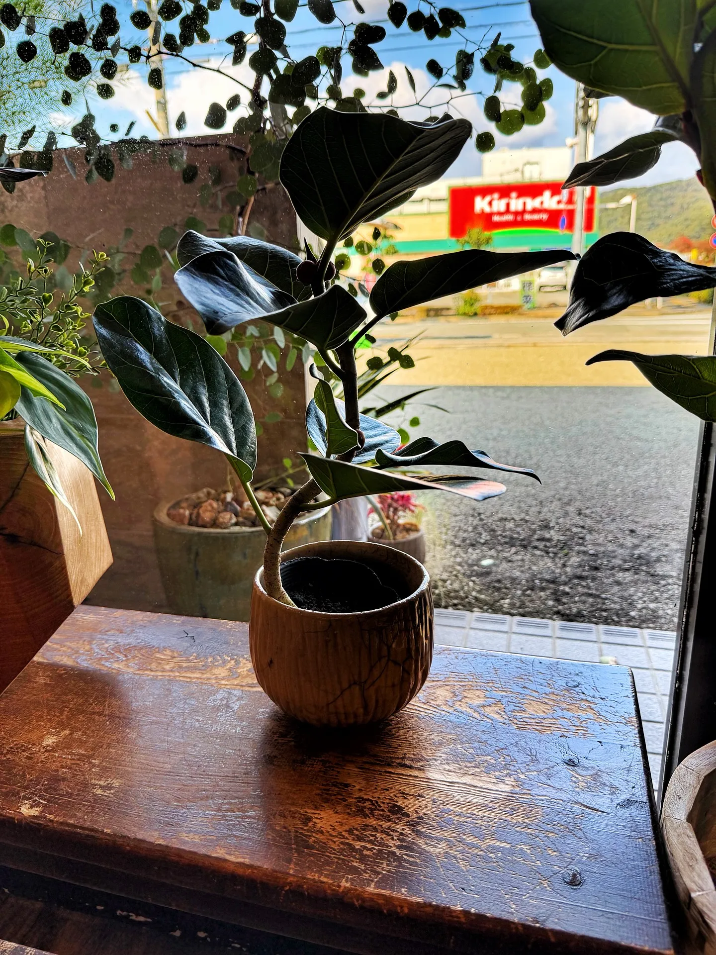 【仕入れた植物たちをすこーしご紹介♪植物専門店barrelp...