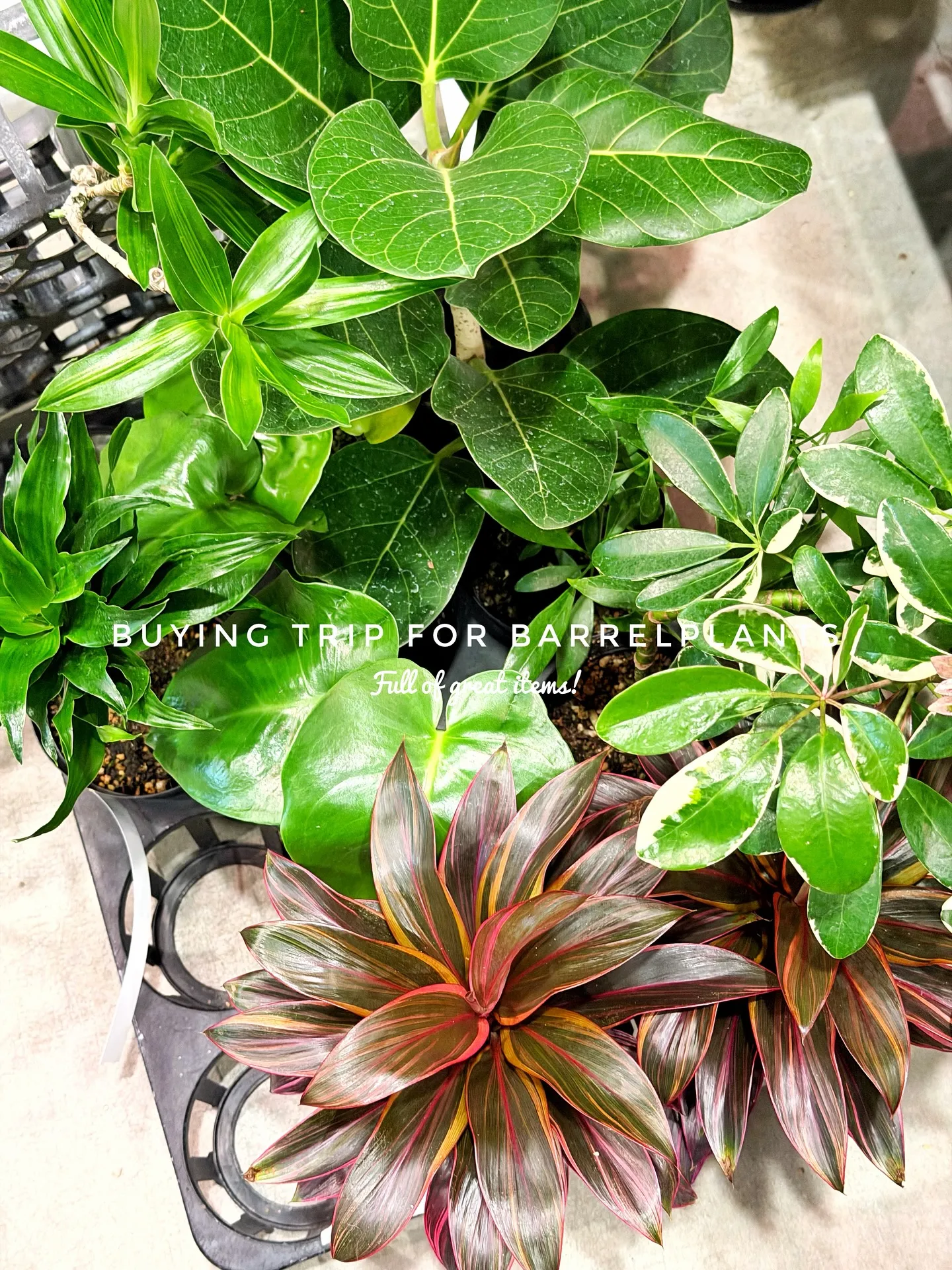 【仕入れた植物たちをすこーしご紹介♪植物専門店barrelp...