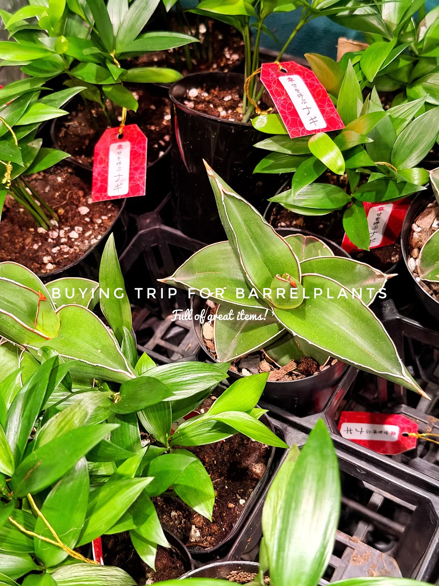 【仕入れた植物たちをすこーしご紹介♪植物専門店barrelp...