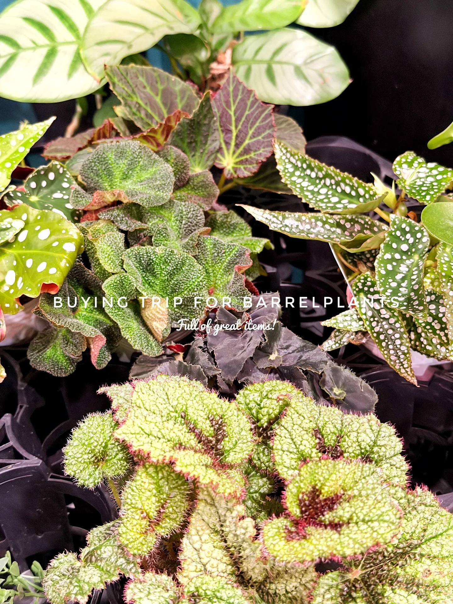 【仕入れた植物たちをすこーしご紹介♪植物専門店barrelp...