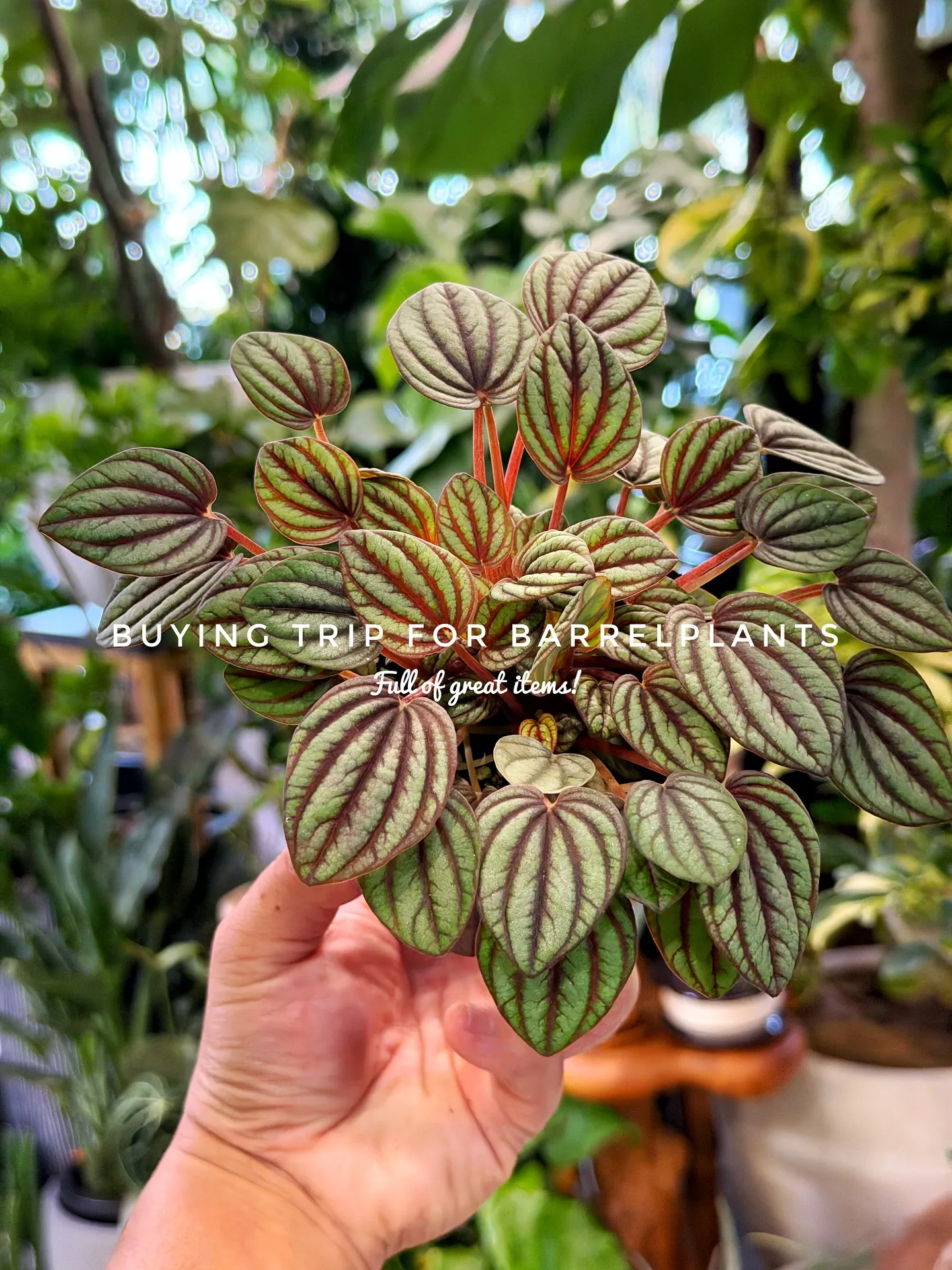 【仕入れた植物たちをすこーしご紹介♪植物専門店barrelp...