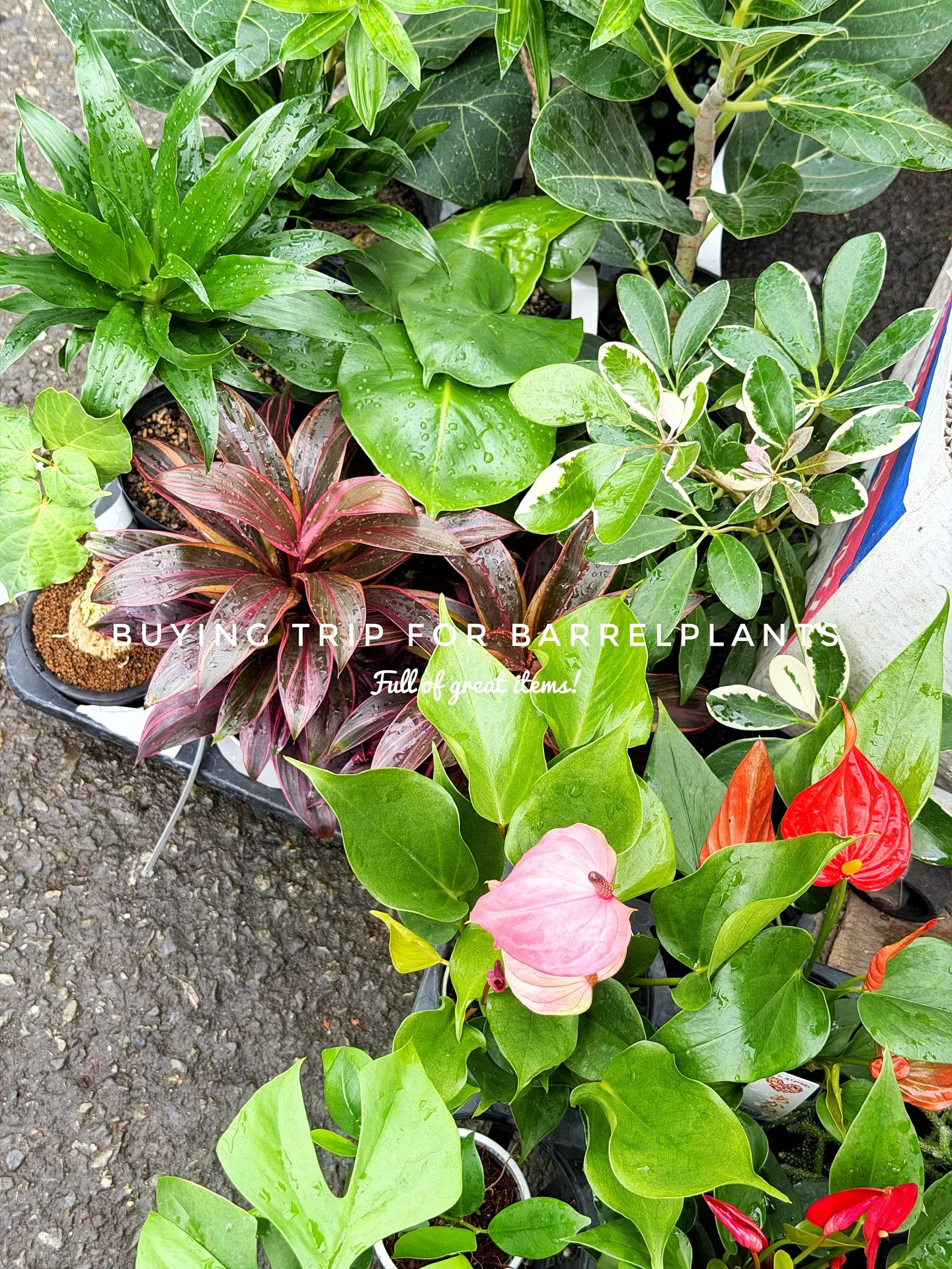 【仕入れた植物たちをすこーしご紹介♪植物専門店barrelp...