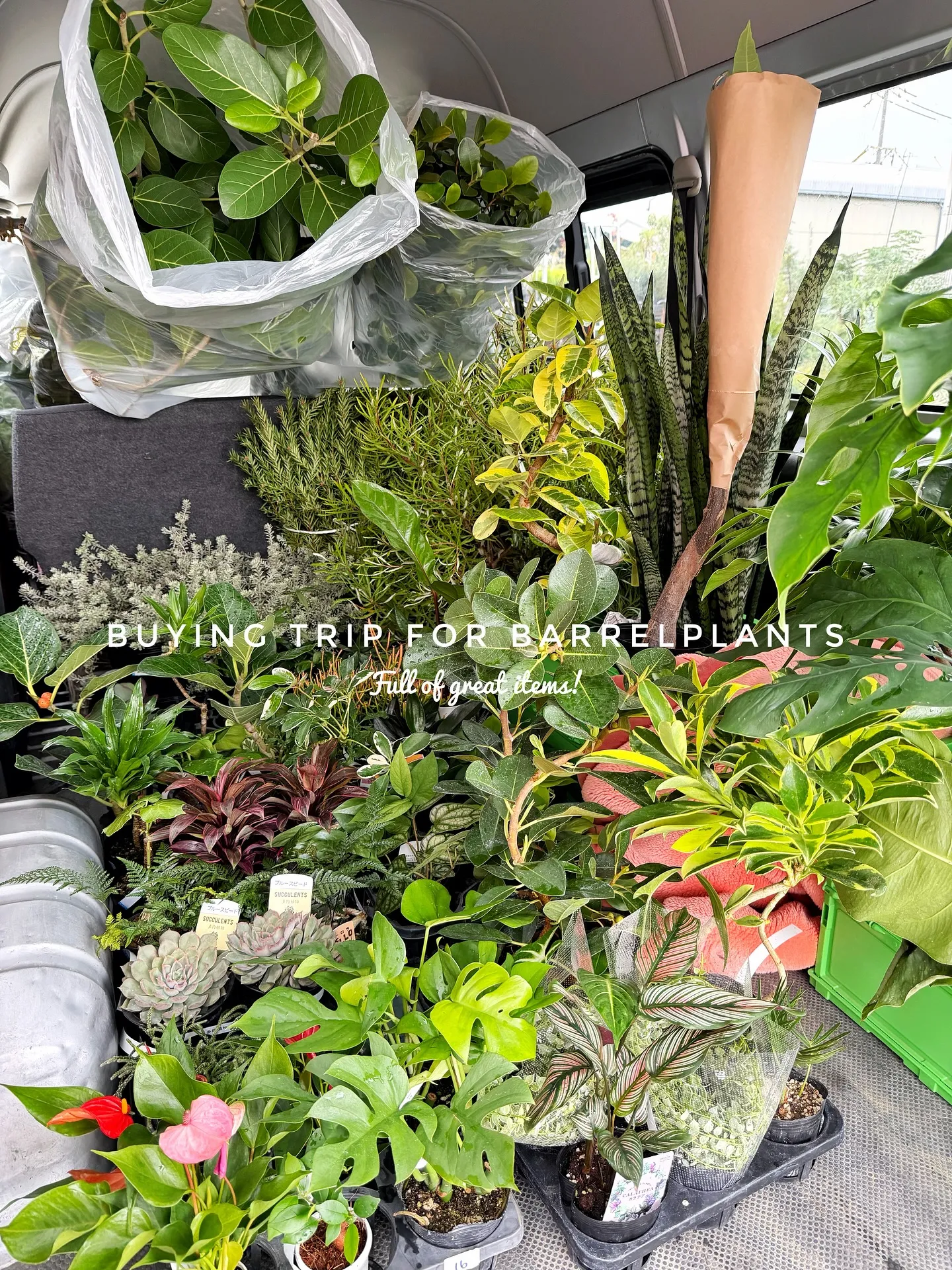 【仕入れた植物たちをすこーしご紹介♪植物専門店barrelp...