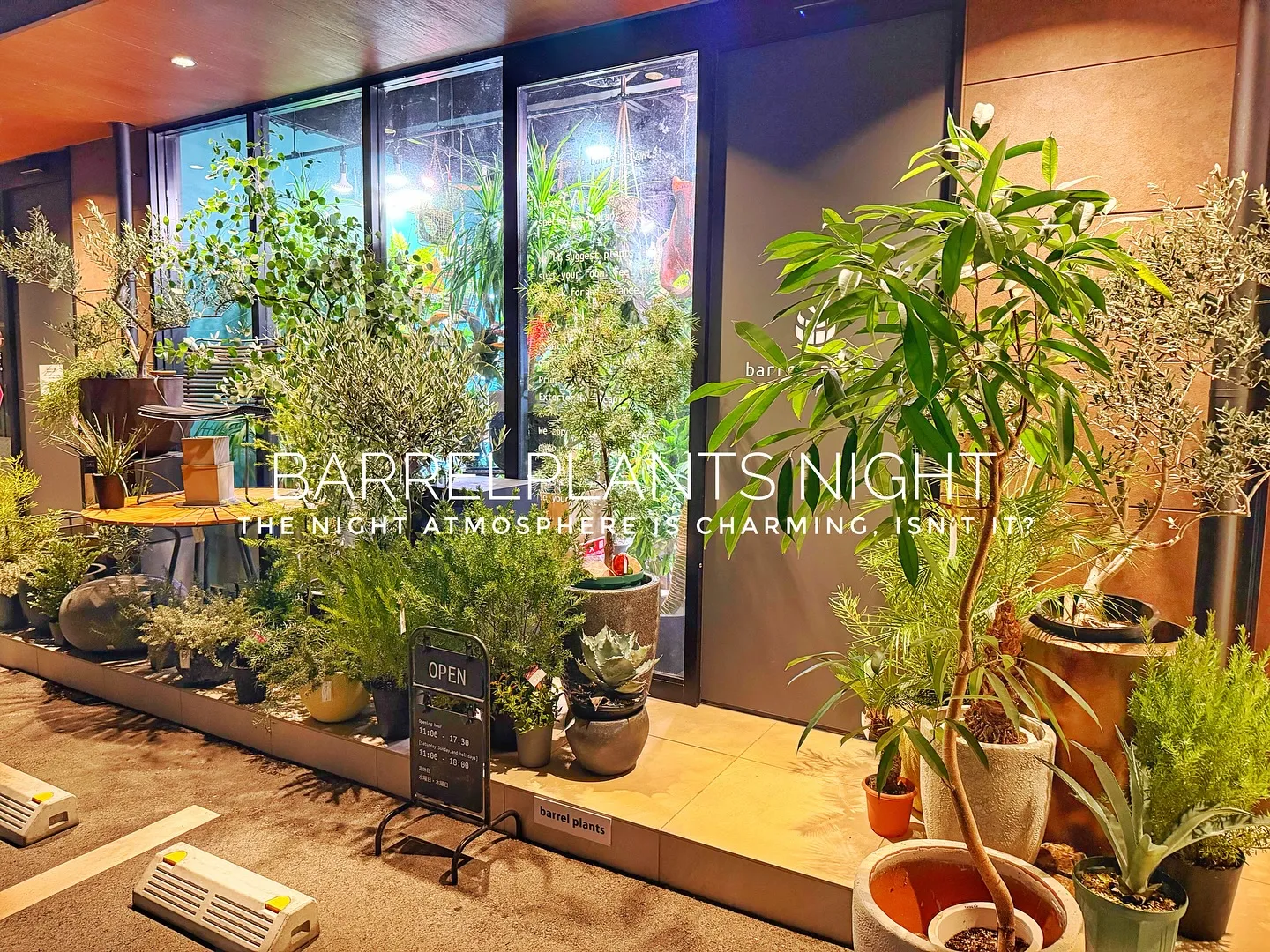 【夜の雰囲気も良い感じ♪外木の中低木入荷してます😊】