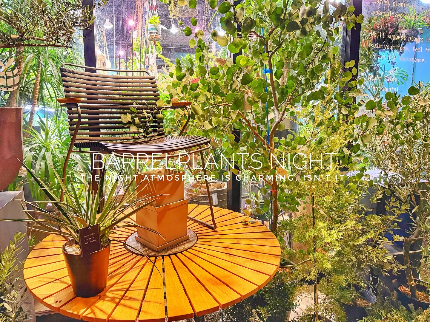 【夜の雰囲気も良い感じ♪外木の中低木入荷してます😊】