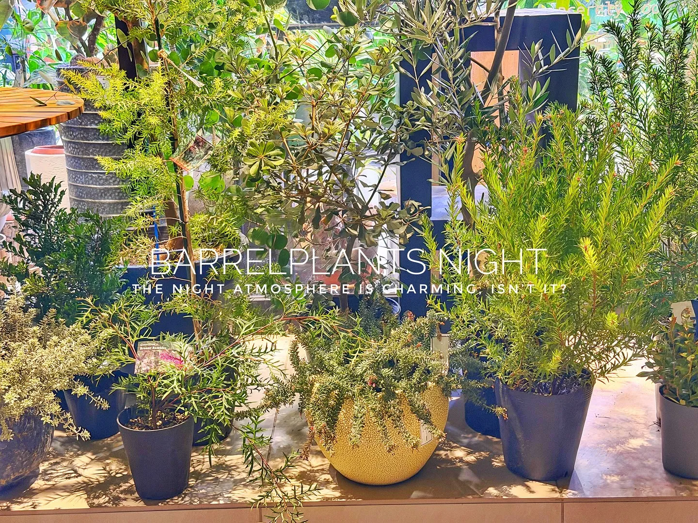 【夜の雰囲気も良い感じ♪外木の中低木入荷してます😊】